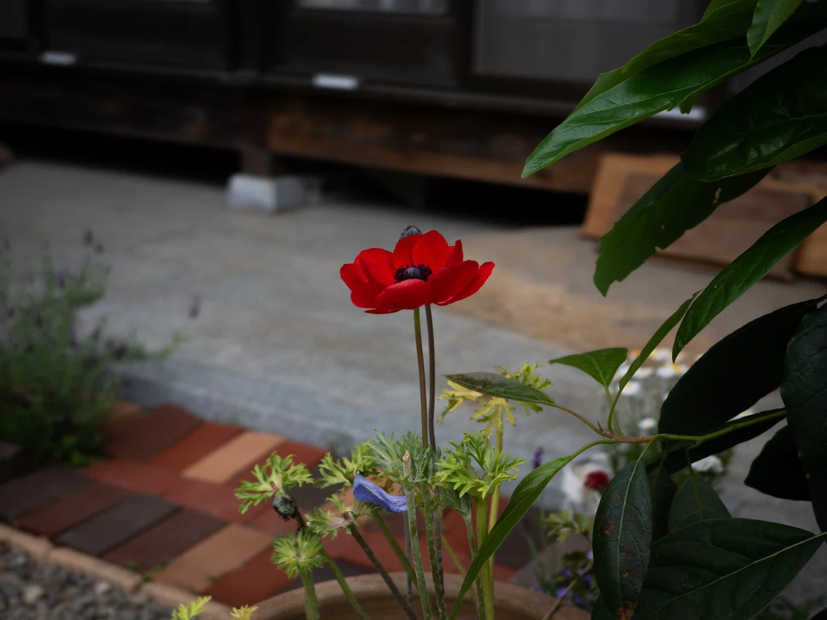 [고베시 니시구]고민가 카페 'Popo Garden'에서 점심을 먹었습니다｜KUU
