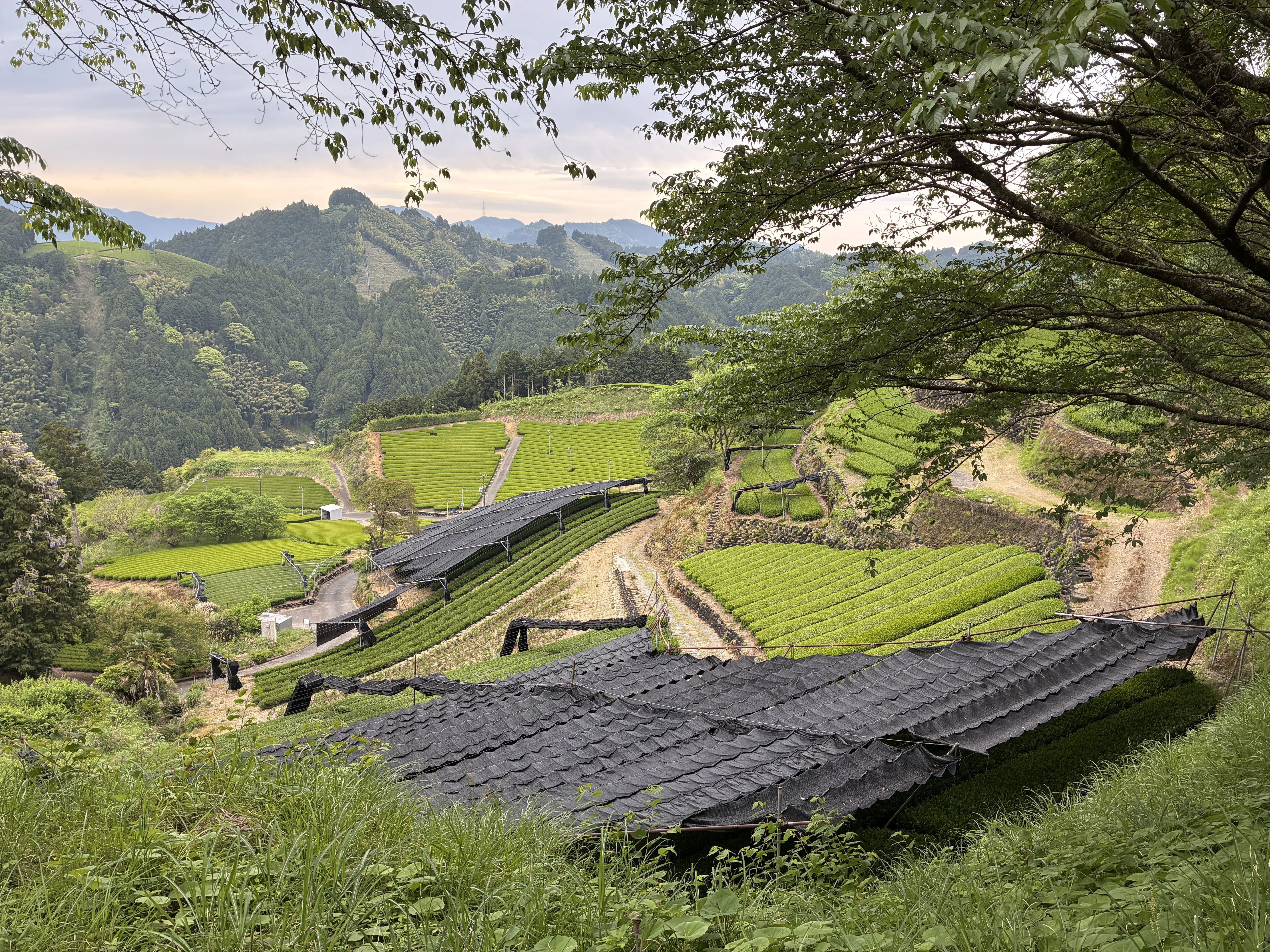 2026静岡茶畑巡りの旅② 抹茶の波は緑のはずなのに、茶畑は白い｜小林