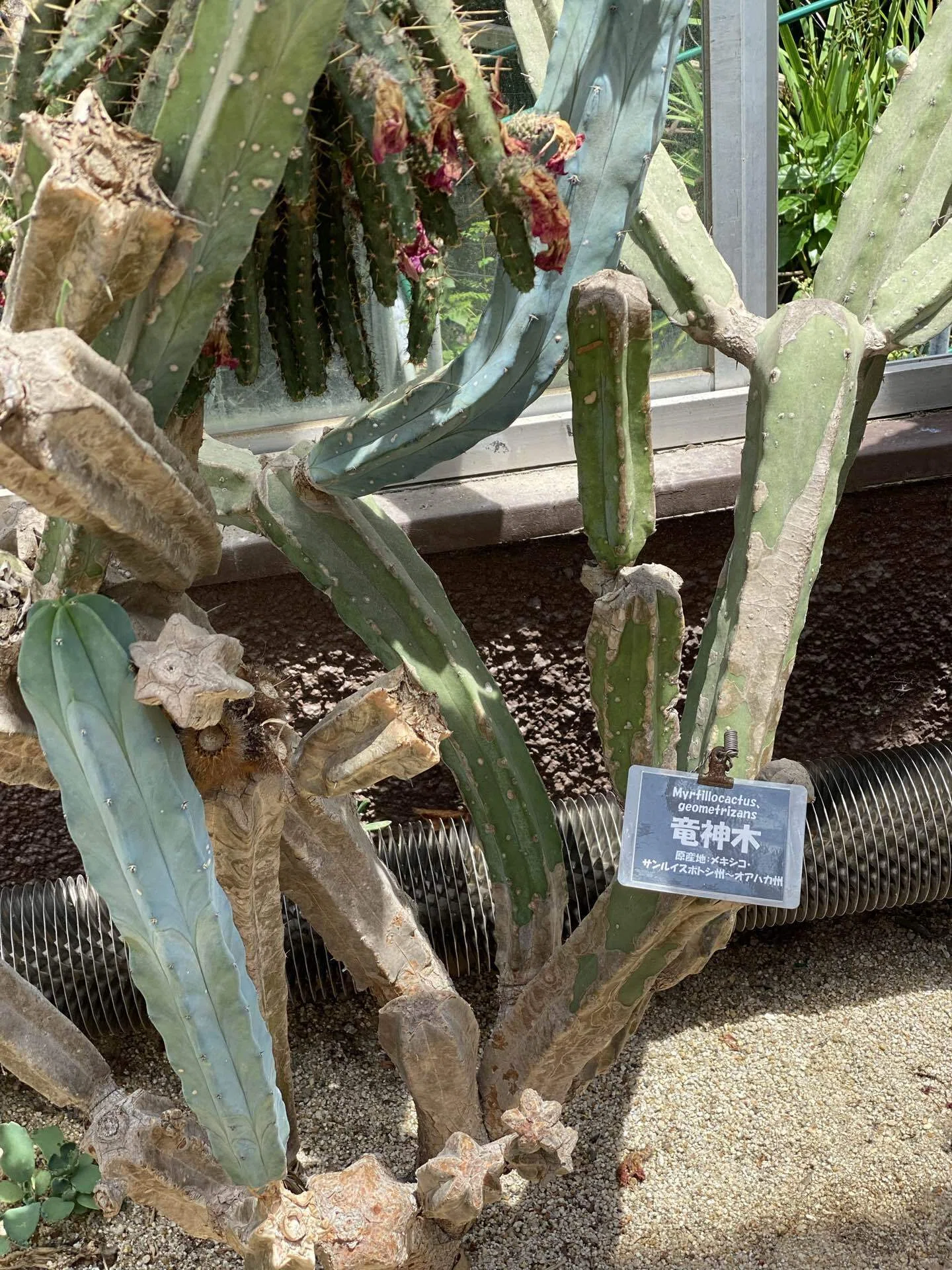 最終値下　希少な マリアンヌ・ウエストマン　サボテン ついにピーナッツサボテンが咲いた！ : r/cactus