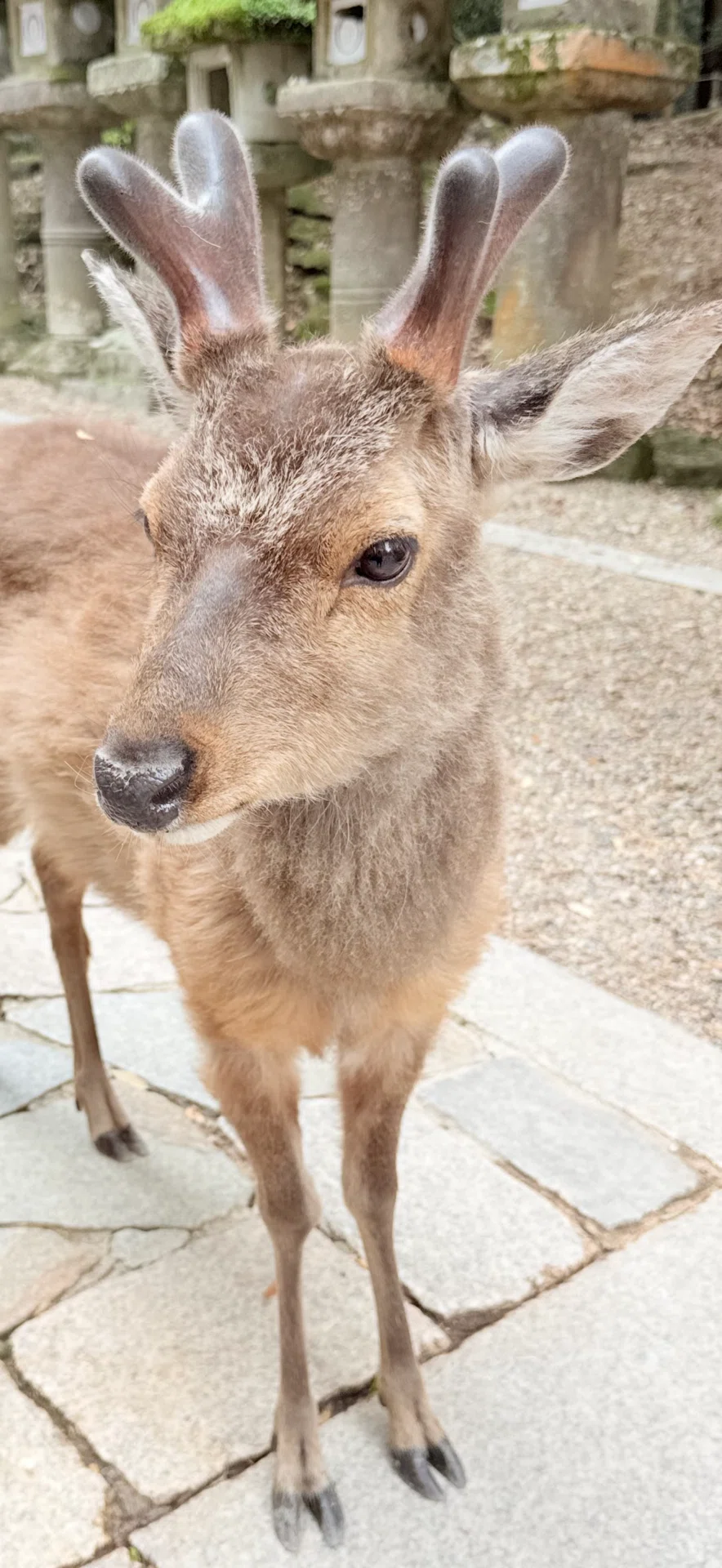 シカ』 意外と知らないその生態のヒミツ｜EGGSEED