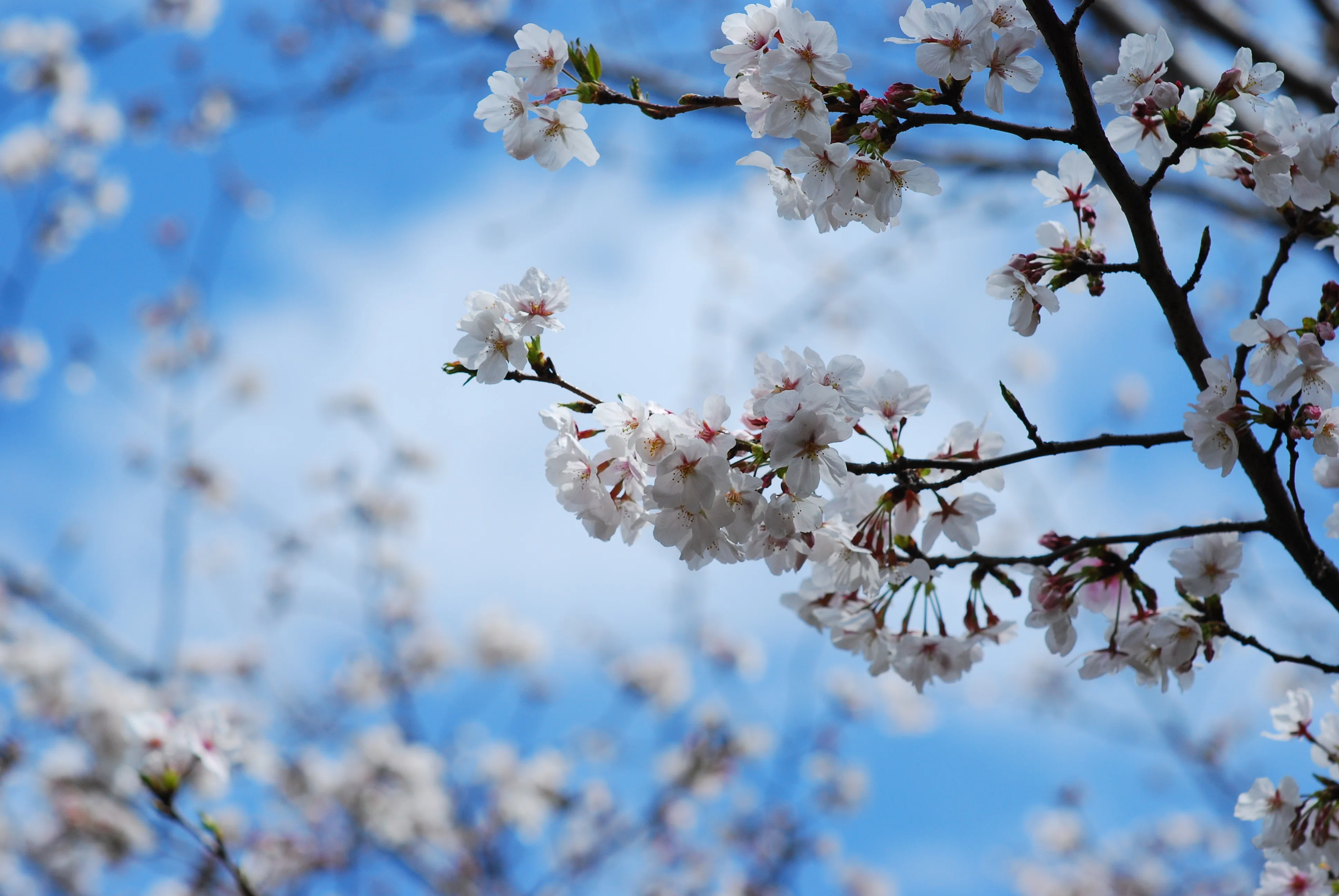 2025年4月 香櫨園・夙川公園の桜（NIKON D80）｜kind_lotus7274