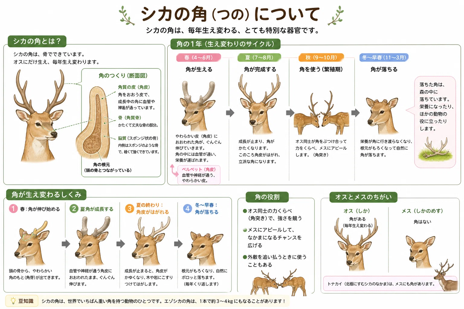 シカ』 意外と知らないその生態のヒミツ｜EGGSEED
