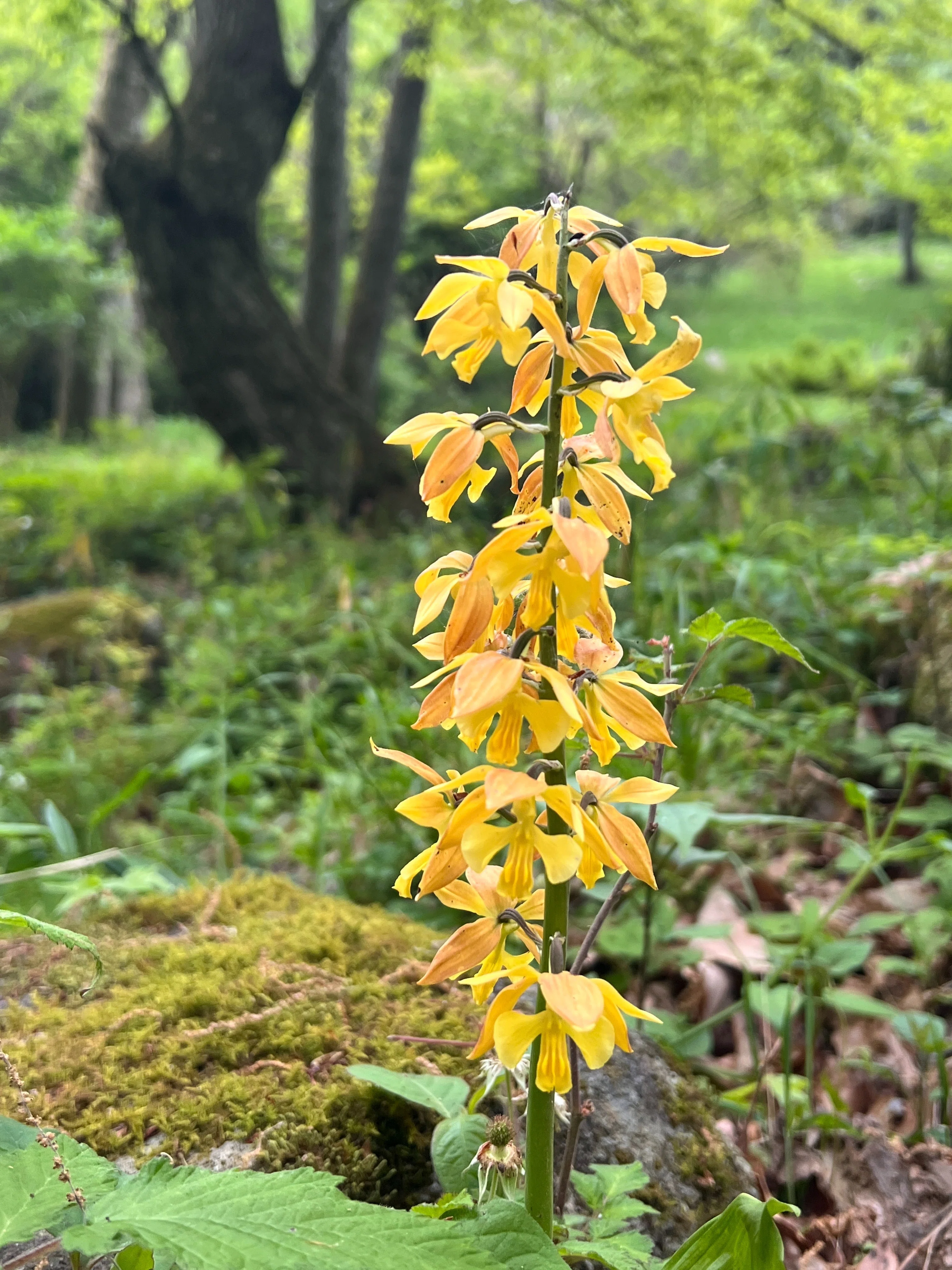 生駒山系】タカネエビネ｜とも|山で出会った山野草・花の名前