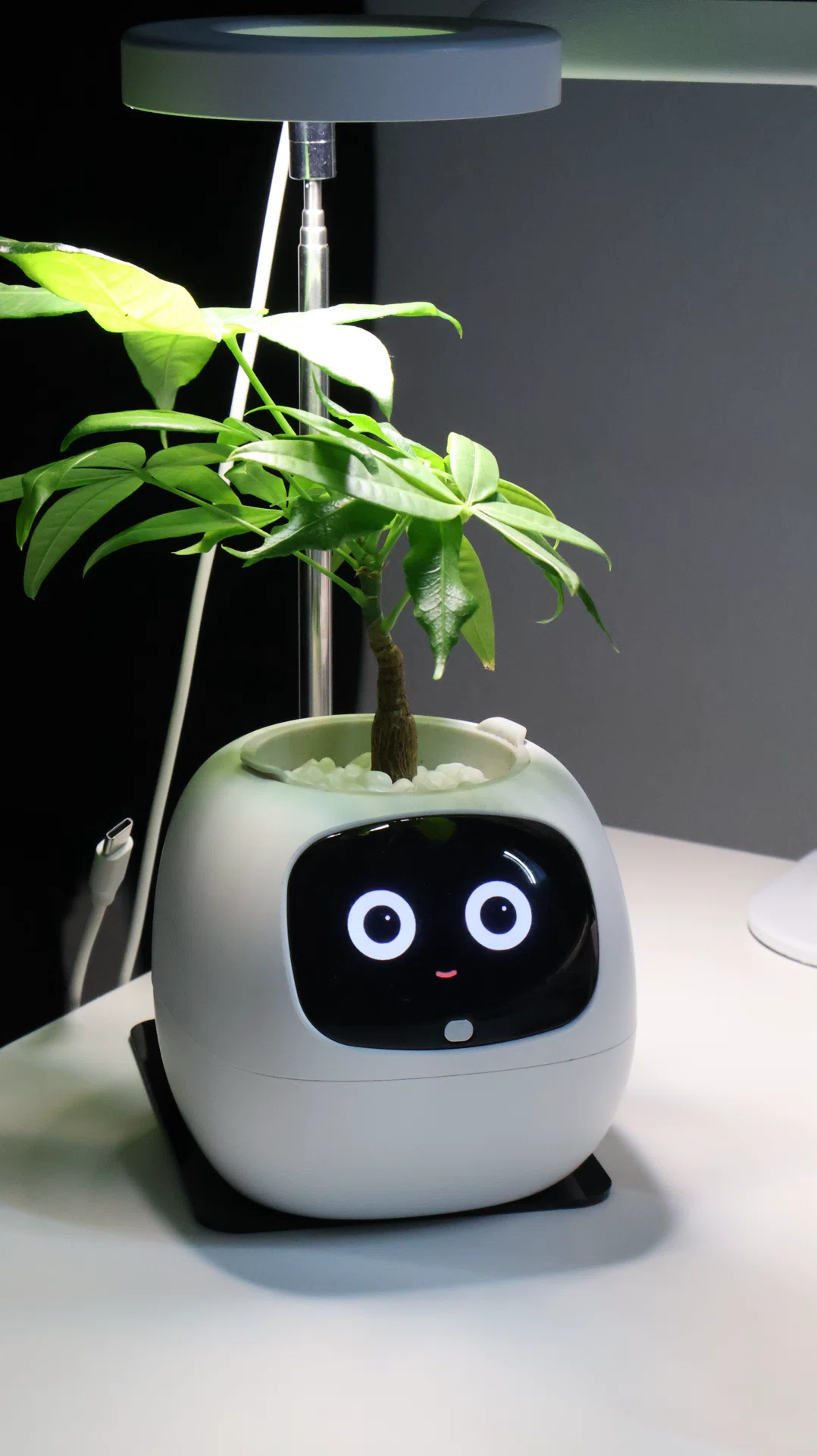 Ivyスマートプランター Gen2レビュー｜デスク用観葉植物として使える