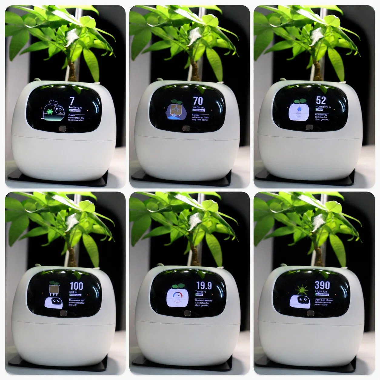 Ivyスマートプランター Gen2レビュー｜デスク用観葉植物として使える