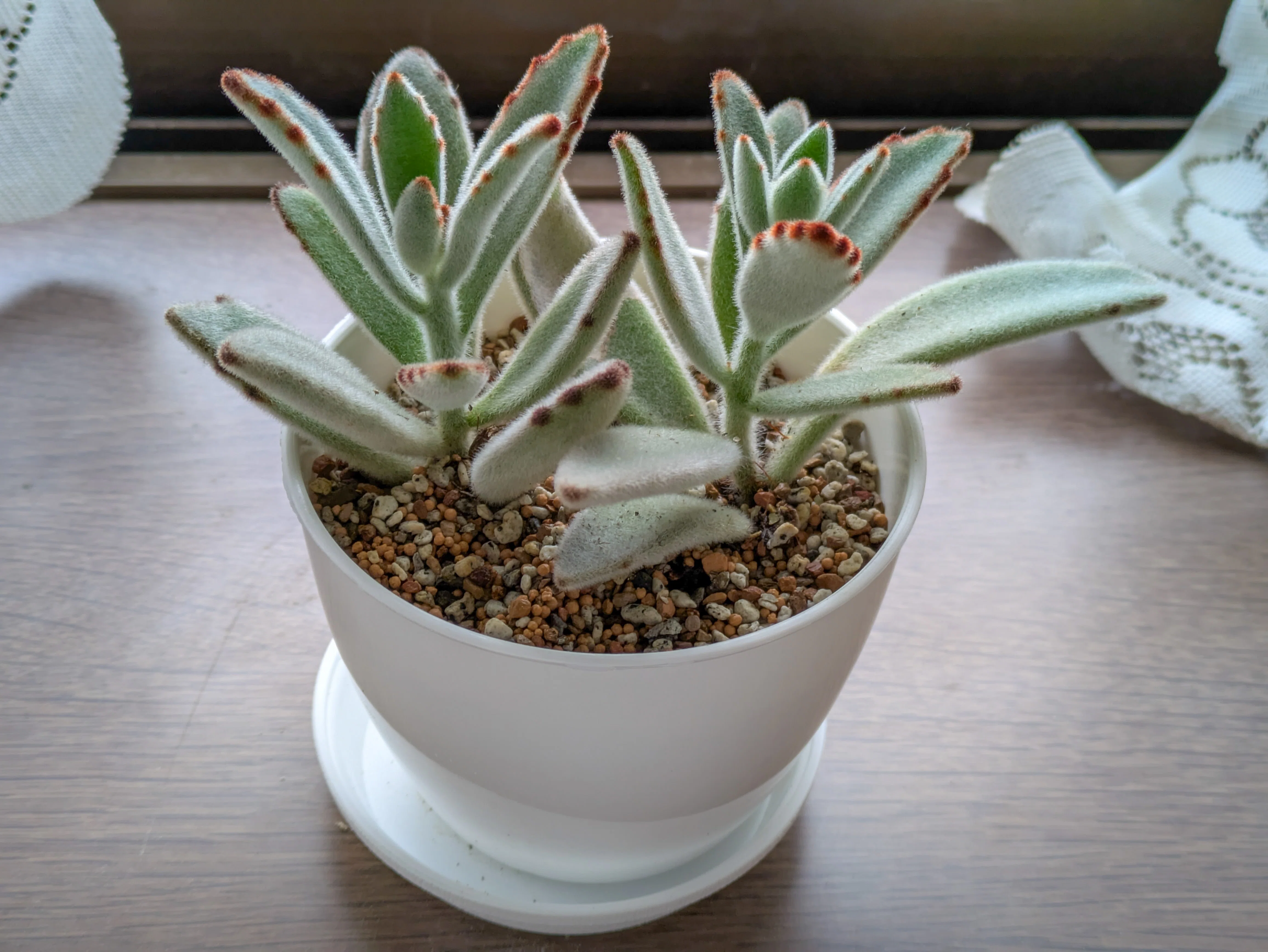 植物｜5月の様子｜よるいろ