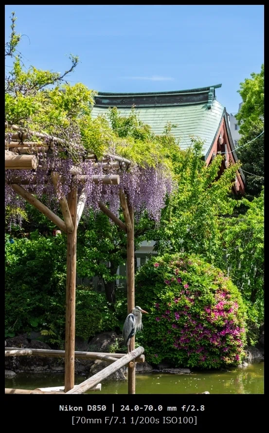 一眼レフ NIKON D850と行く 亀戸天神『藤まつり』｜カメラと写真日記