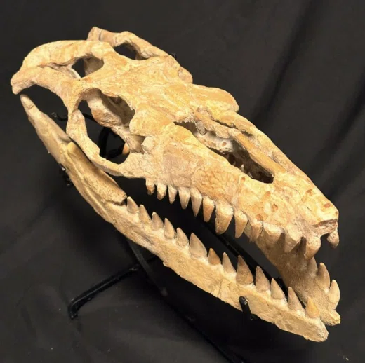 24.モササウルス（Mosasaur）のスカル（頭骨）に見られる特徴｜【恐竜