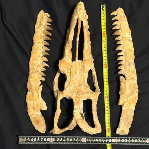 24.モササウルス（Mosasaur）のスカル（頭骨）に見られる特徴｜【恐竜