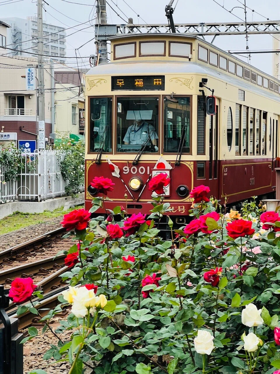 薔薇散歩🌹｜ミント