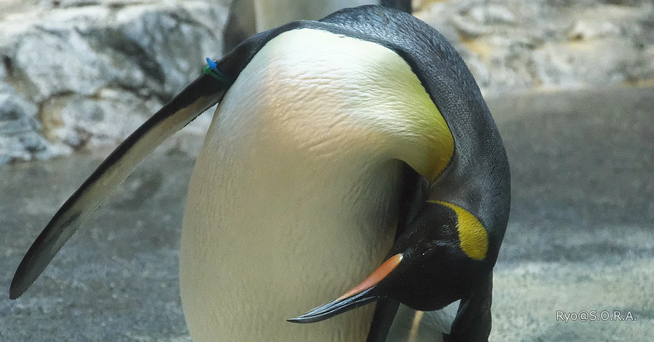 長崎へ、ペンギンに会いに #05 二日目、いよいよペンギン水族館へ(2