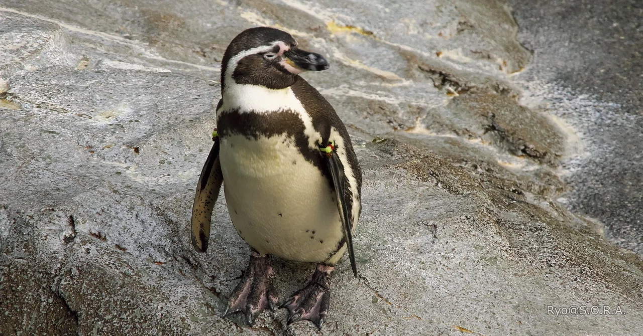 長崎へ、ペンギンに会いに #06 二日目、いよいよペンギン水族館へ(3
