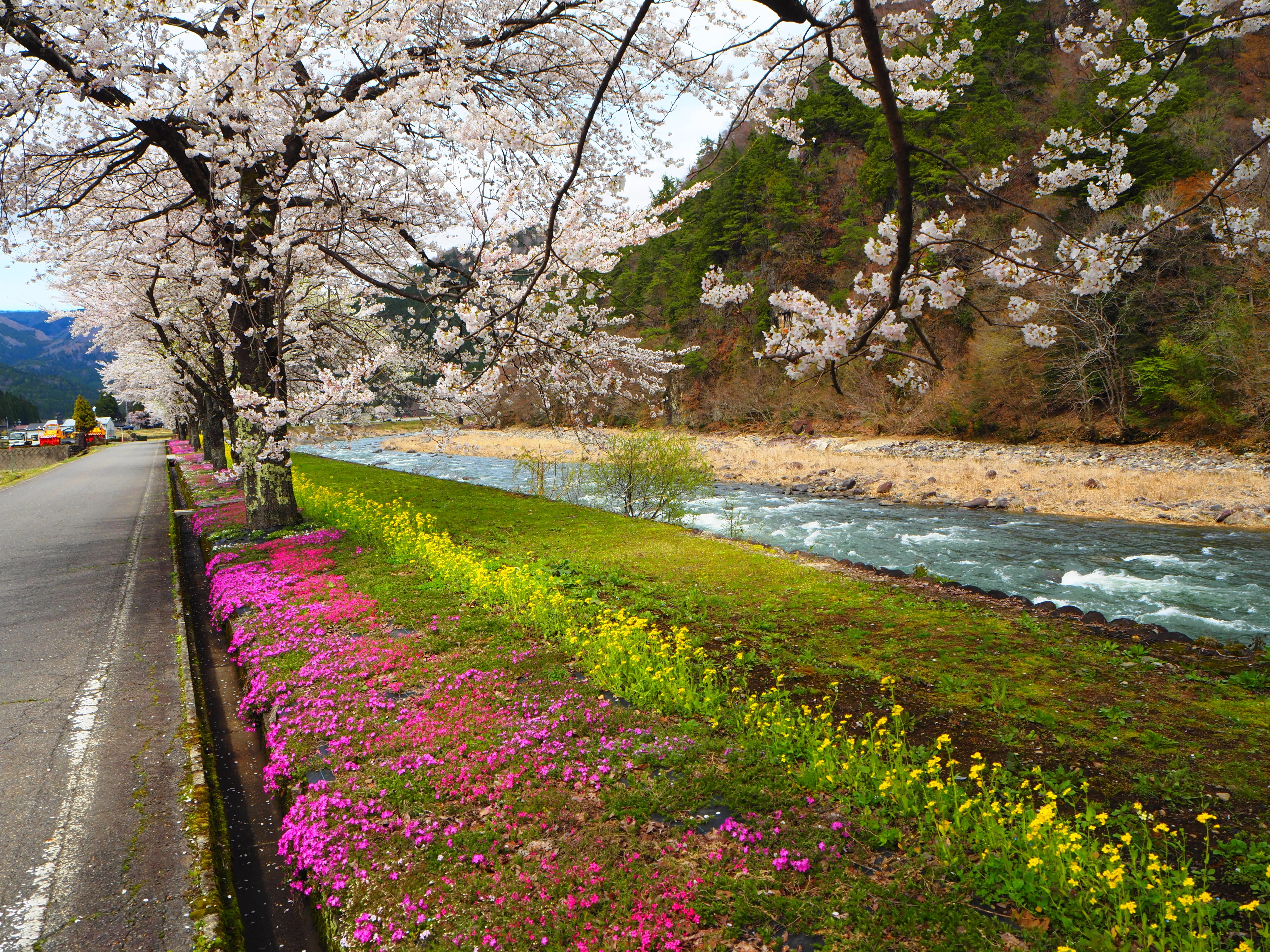 4月上旬、二日町の桜を自由気ままに｜すすむ