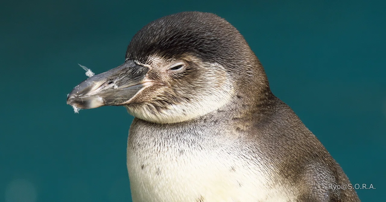 長崎へ、ペンギンに会いに #06 二日目、いよいよペンギン水族館へ(3