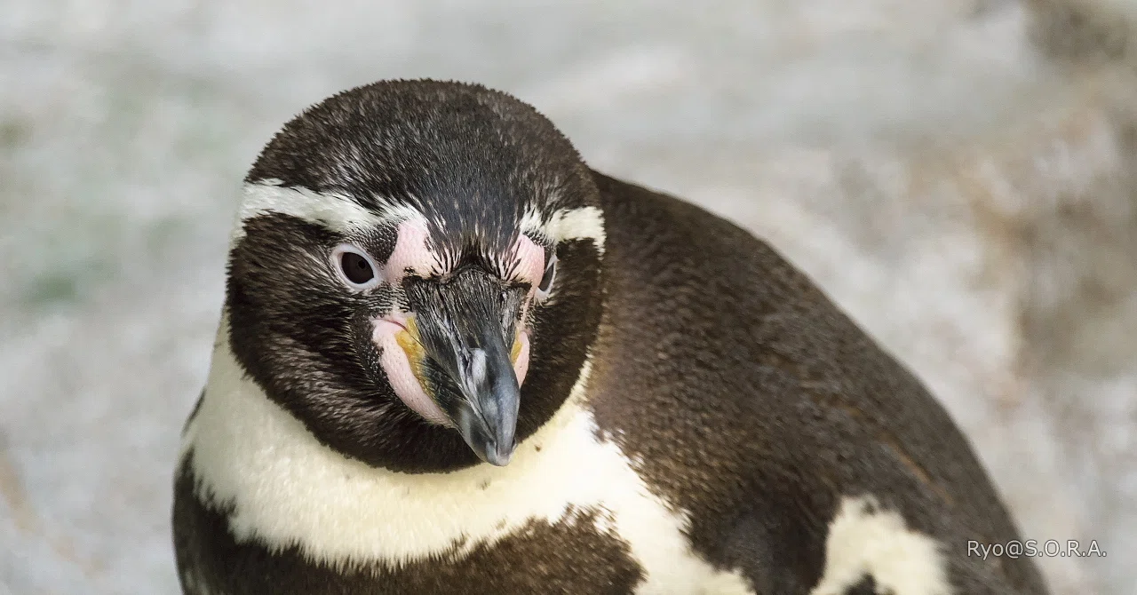 長崎へ、ペンギンに会いに #06 二日目、いよいよペンギン水族館へ(3