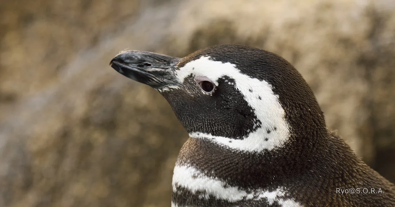 長崎へ、ペンギンに会いに #06 二日目、いよいよペンギン水族館へ(3