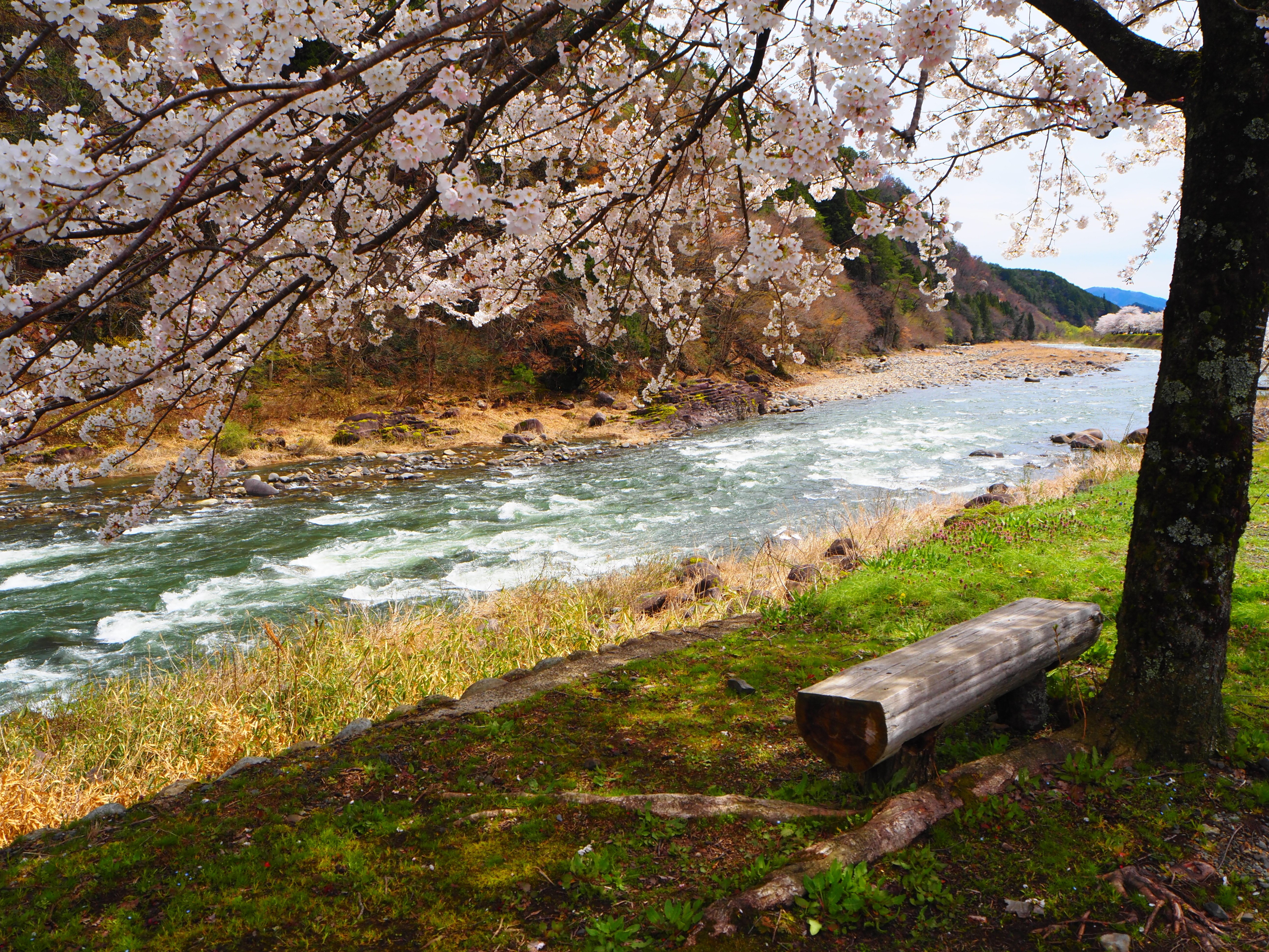 貴重な桜薪細かなのから中太さ混ざり、軽トラあおり高さ1台半価格。 2026年最新】軽トラ - 人気の薪やアウトドア燃料を今すぐチェック