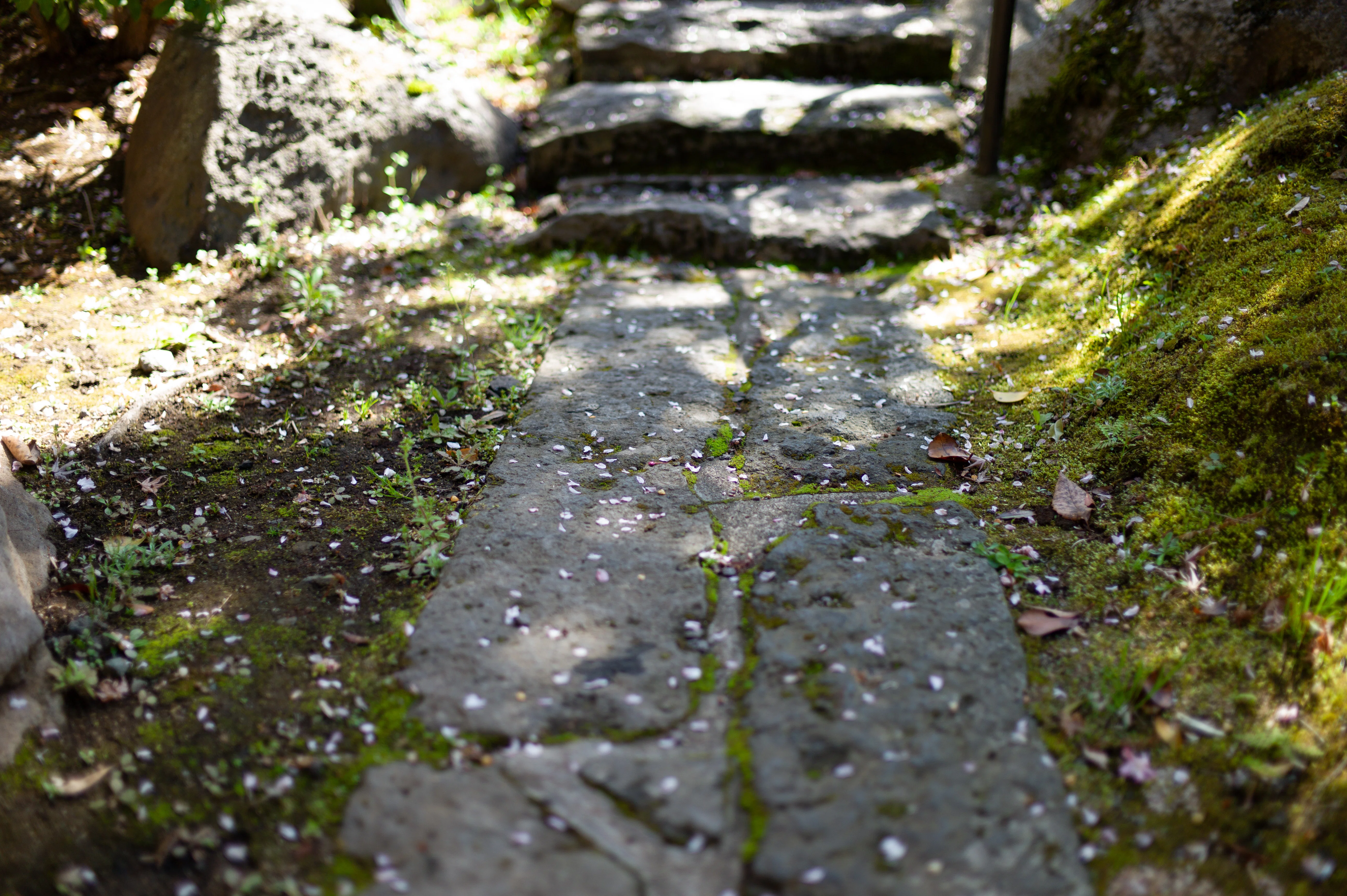 Summilux M35mm F1.4 ASPH. 11726 note 1周年 黒川温泉｜T.Reds Ikeura