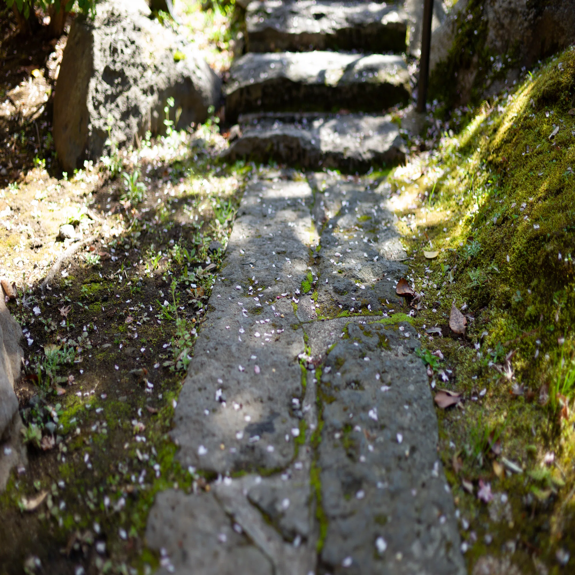 Summilux M35mm F1.4 ASPH. 11726 note 1周年 黒川温泉｜T.Reds Ikeura