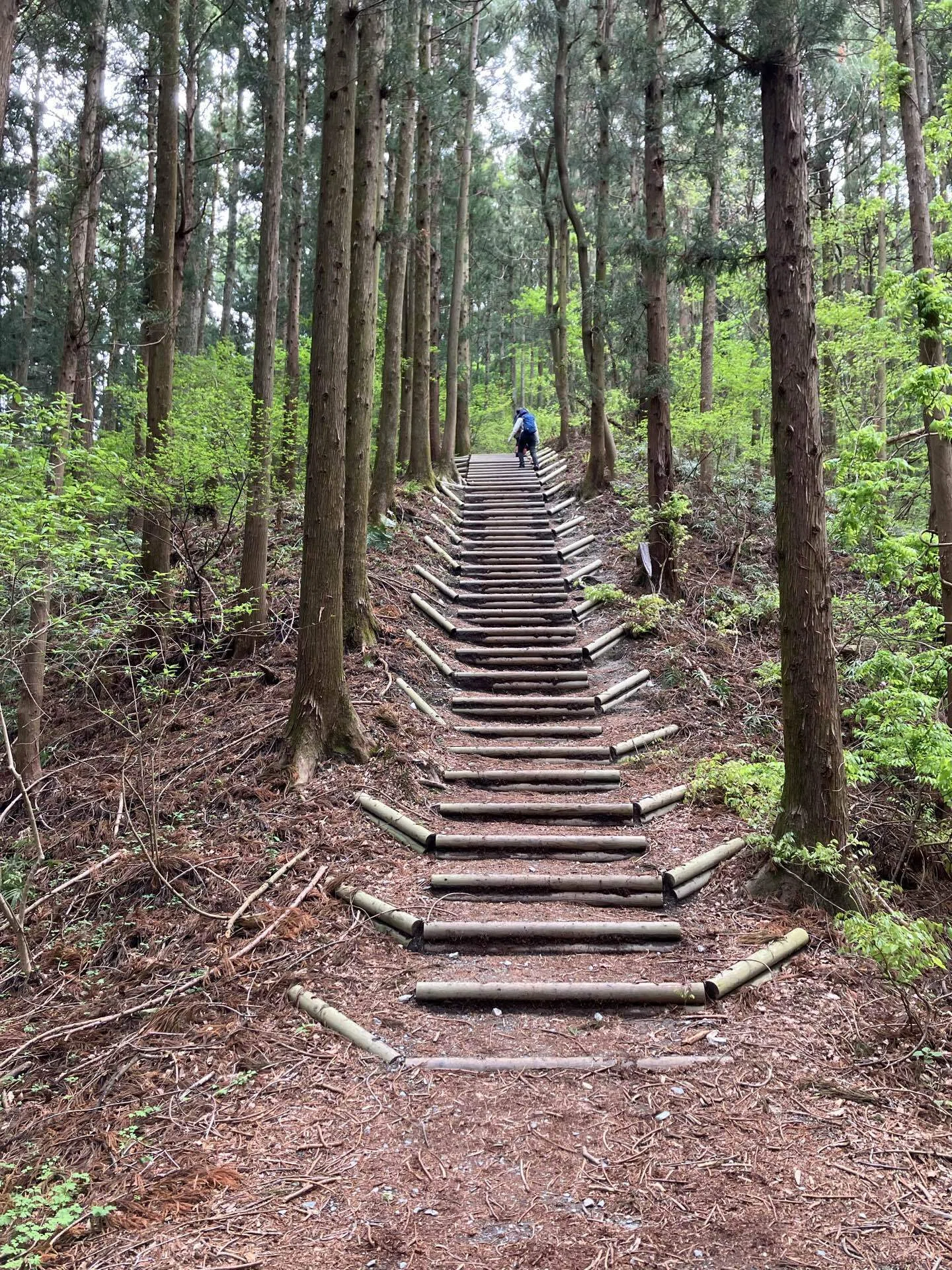 尾根をゆるりと歩く春の宝登山 長瀞アルプスからのんびり往復