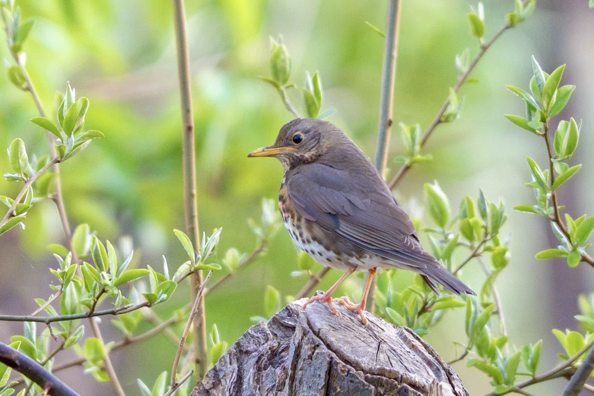 2026年5月の野鳥観察 森林編｜TOLIMAN Hondα