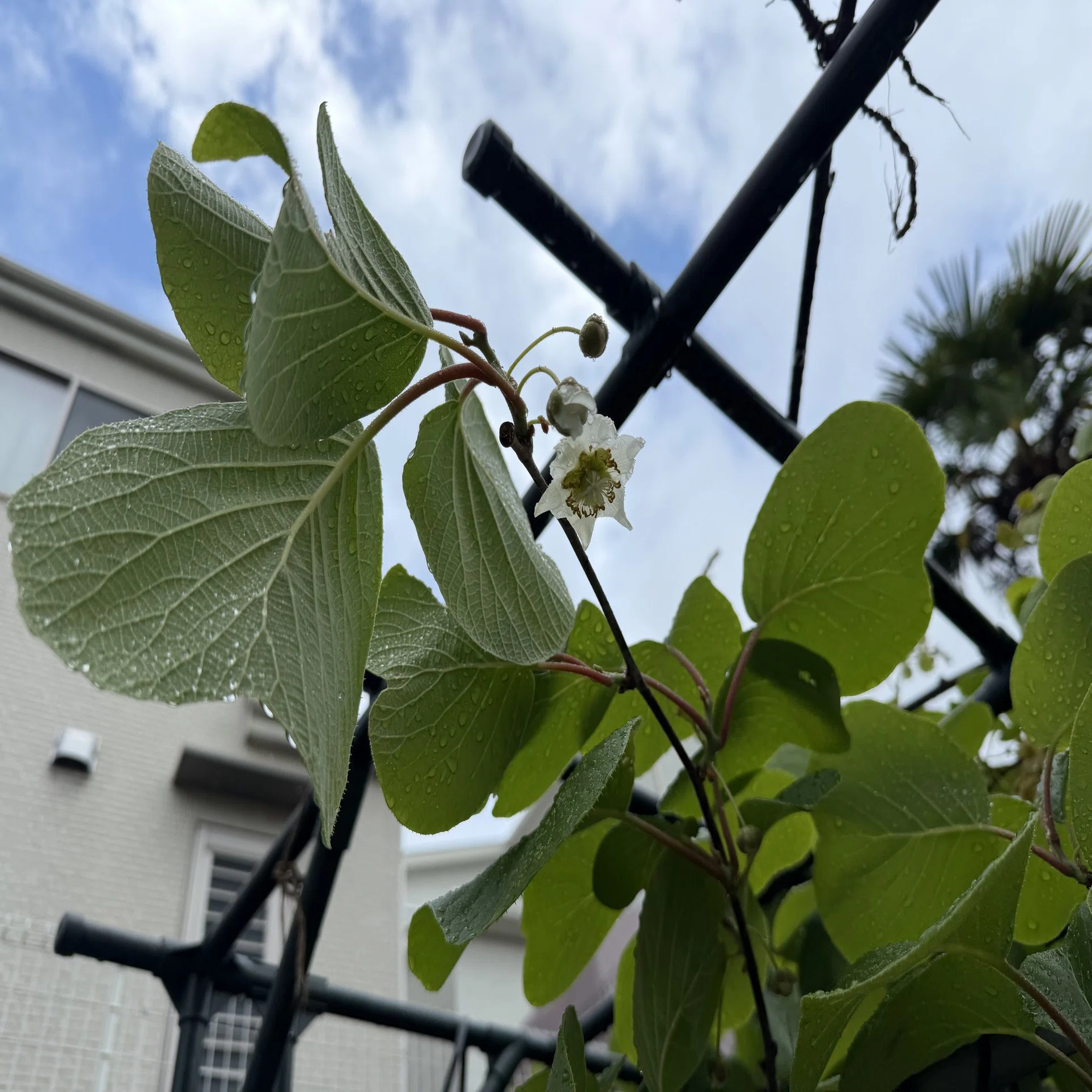 雨上がりにキウイの雌花が咲く｜Hirokazu Nishi
