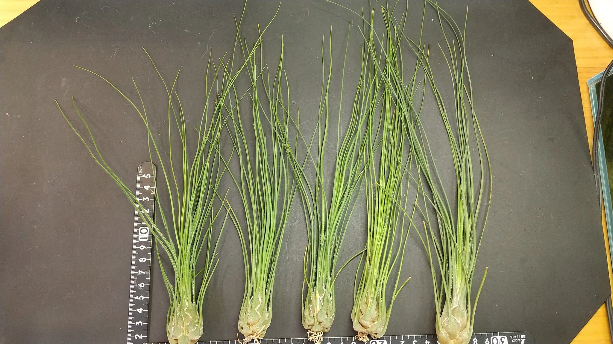 チランジア入荷リスト4/24｜NatureGarden🌿神田