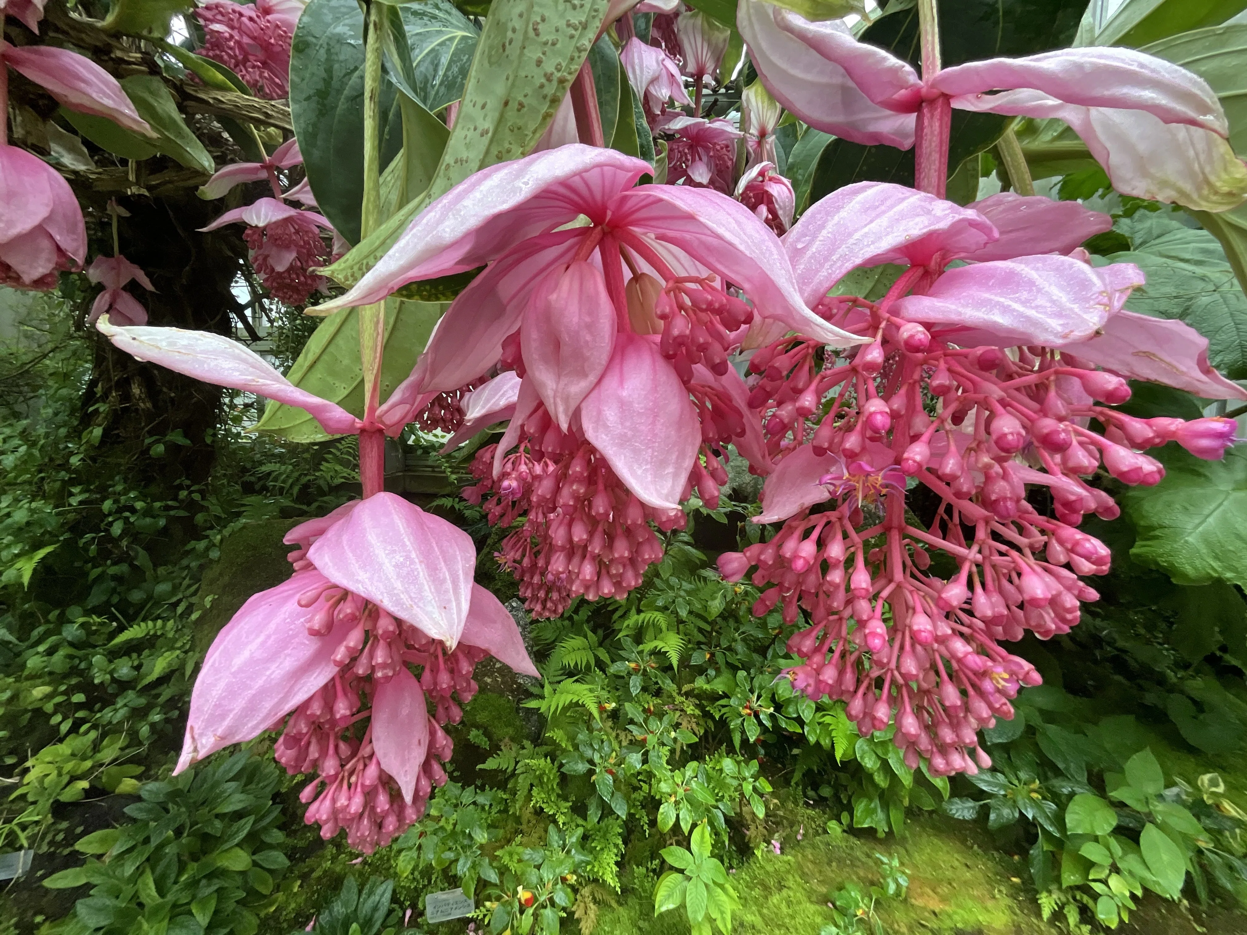 メディニラ・マグニフィカ（京都府立植物園）：2026年3月30日（月