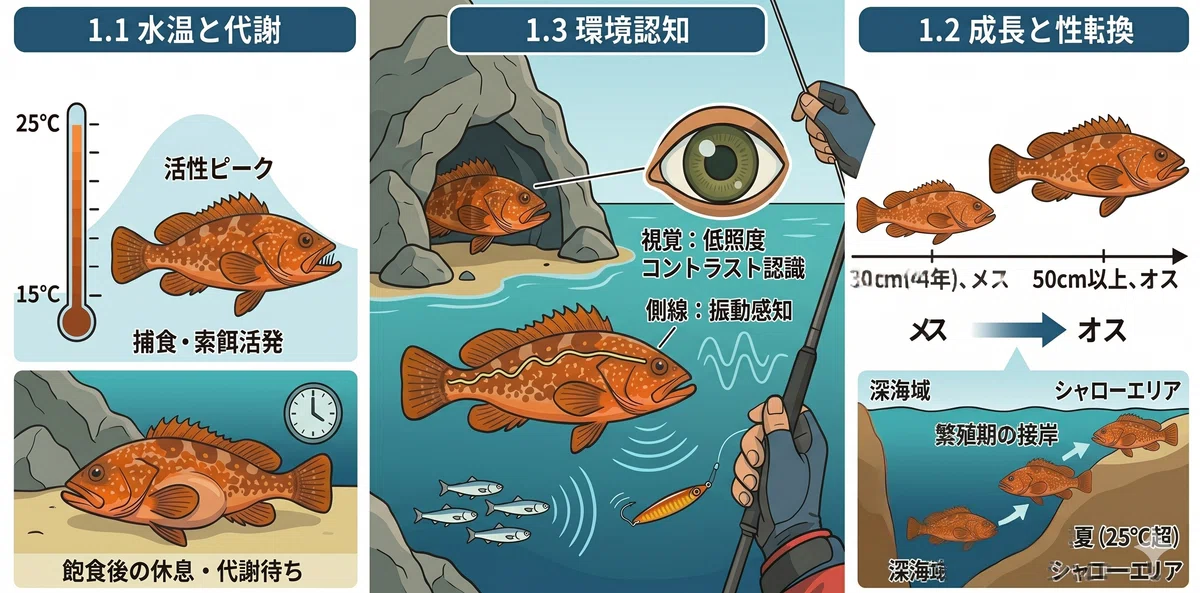 【完全保存版】アコウ(キジハタ)は「生態」を知れば劇的に釣れる。山陰・瀬戸内を釣り分ける戦略的メソッド|さかしん