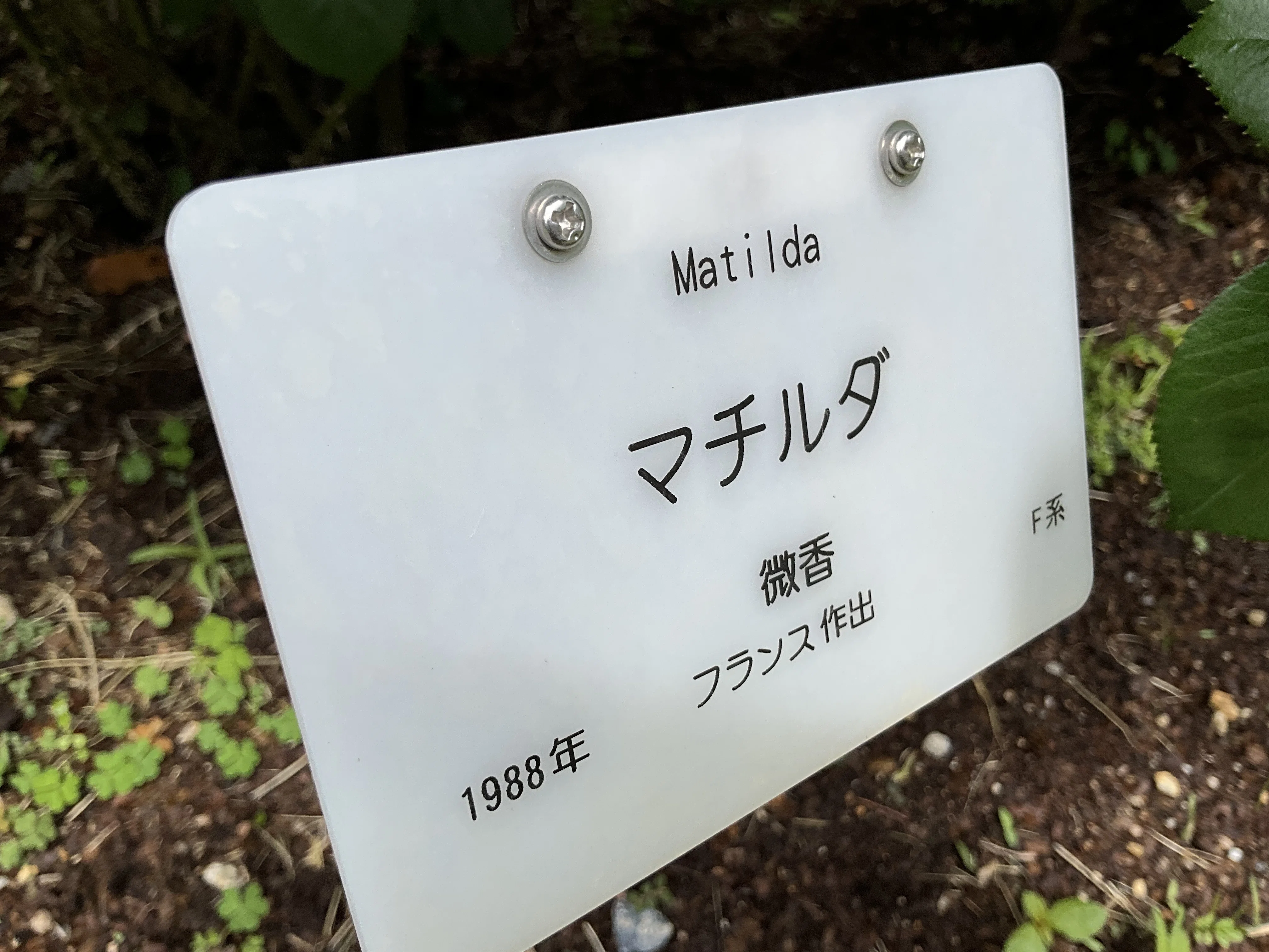 マチルダ（京都府立植物園）：2026年5月3日（日）｜藤井秀昭（『京都