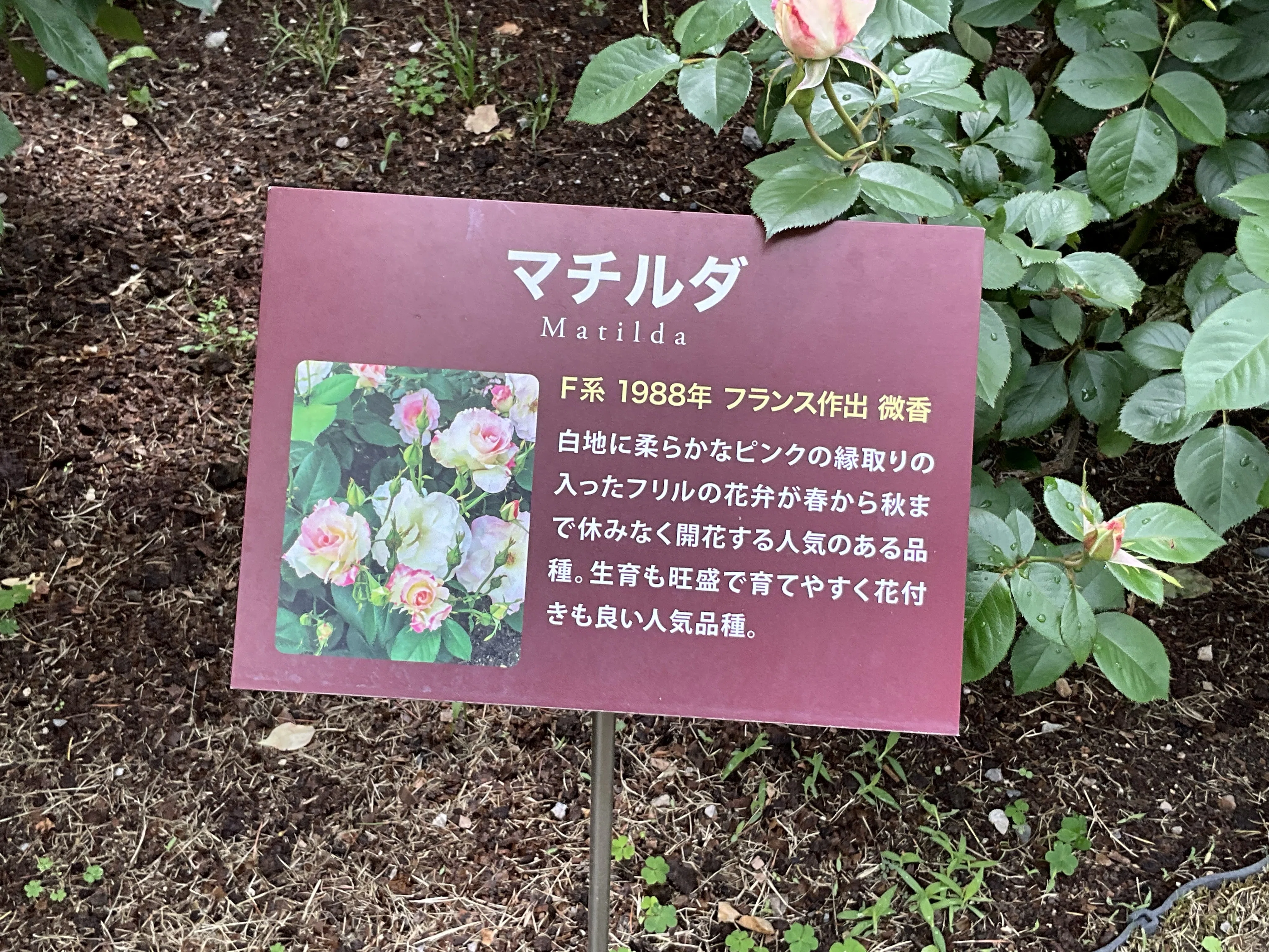 マチルダ（京都府立植物園）：2026年5月3日（日）｜藤井秀昭（『京都