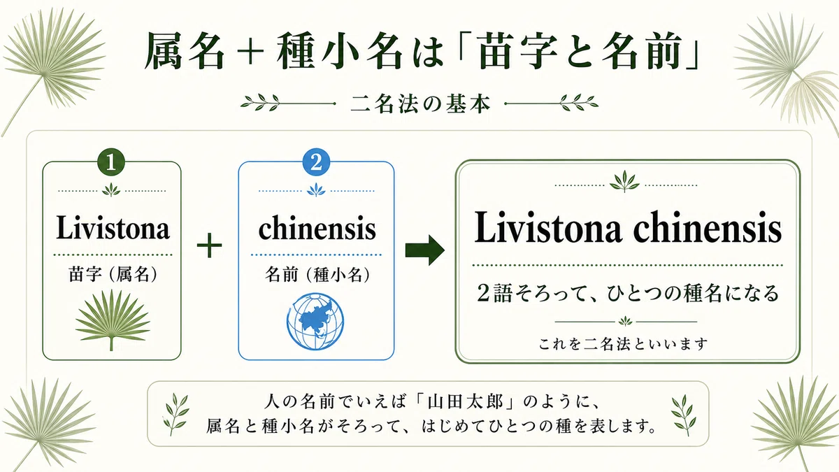 植物 苗字