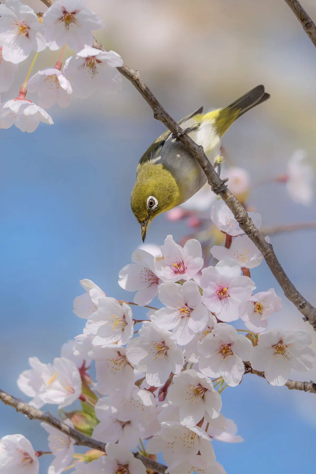 2026年5月の野鳥観察 森林編｜TOLIMAN Hondα