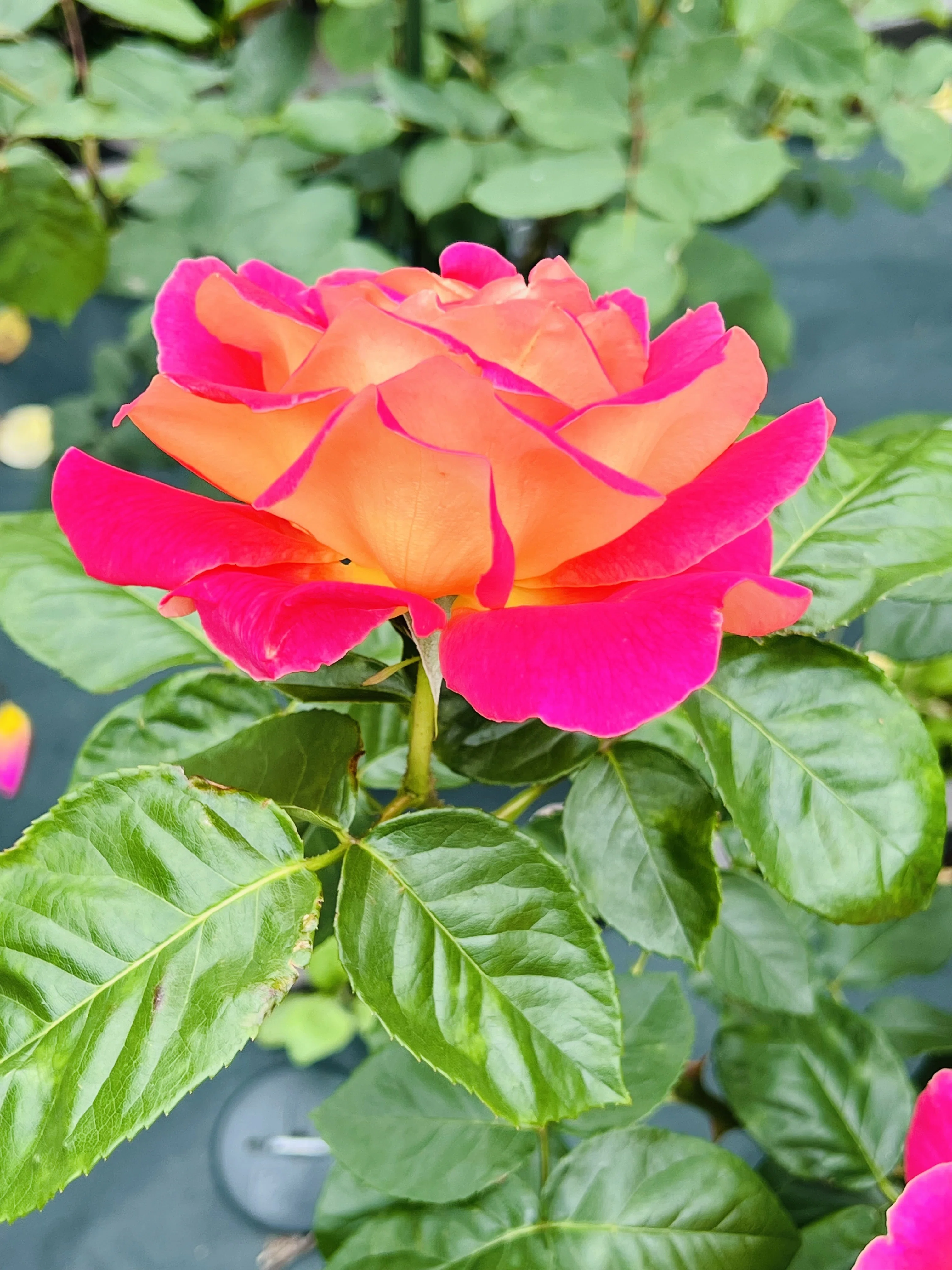 薔薇散歩🌹｜ミント