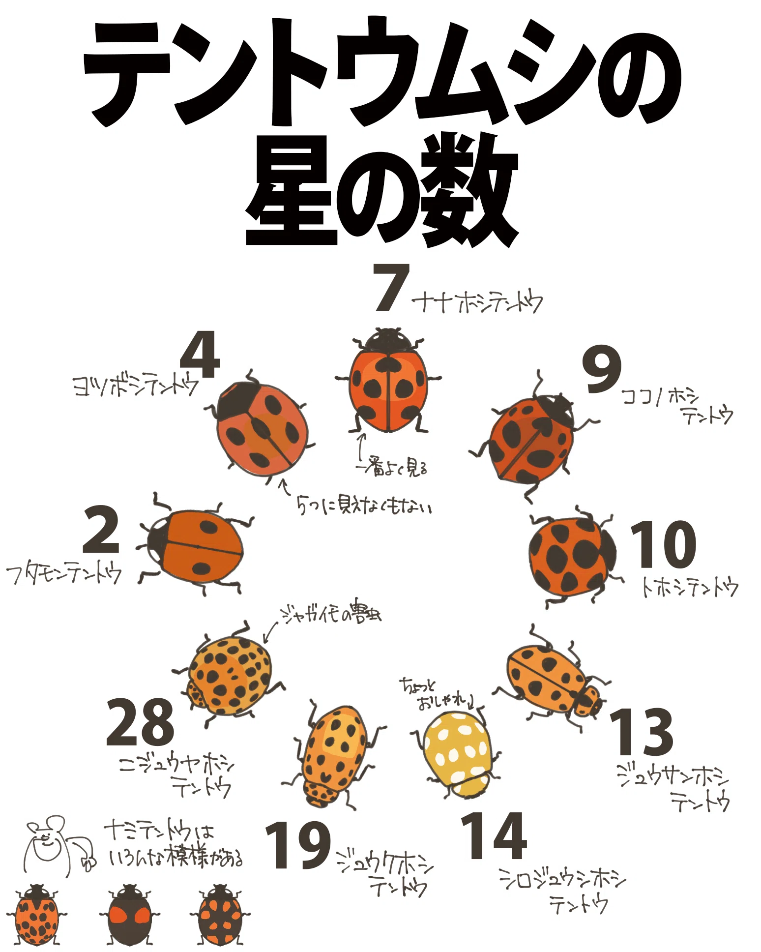 【kankanmam ☆ プロフご覧下さい】ルーテボてんとう虫① テントウムシの星の数｜くますけ｜自然ガイド・クリエイター
