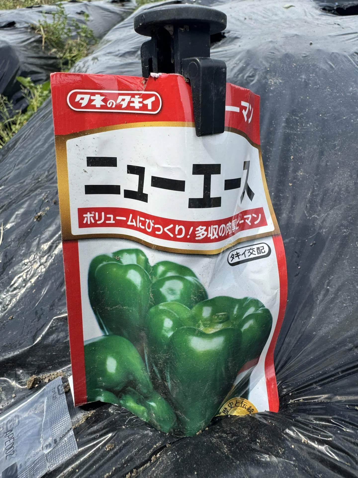 ピーマン 菌ちゃん畝でピーマンを種から育てる方法 ｜ぞの先生｜食養