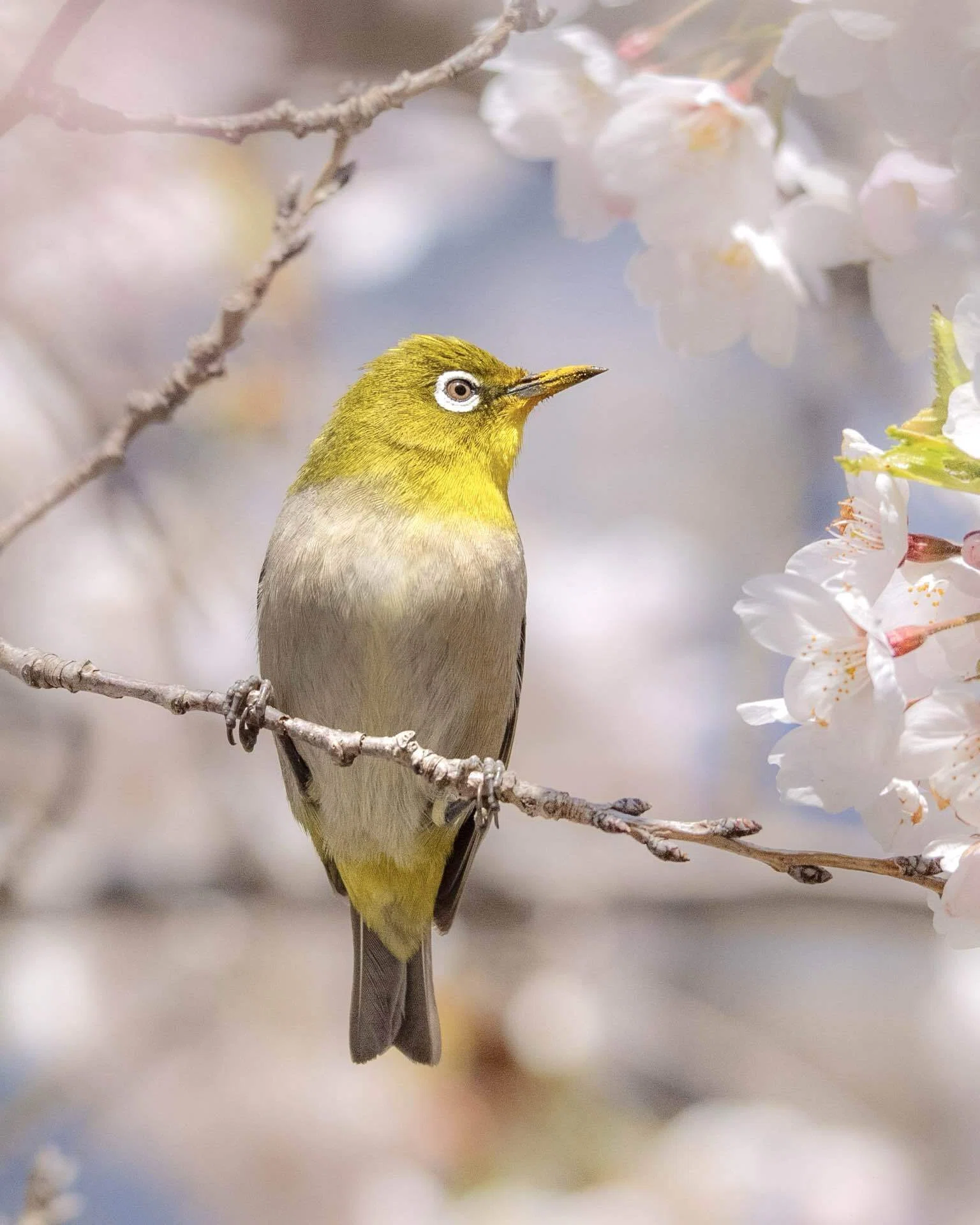 2026年5月の野鳥観察 森林編｜TOLIMAN Hondα