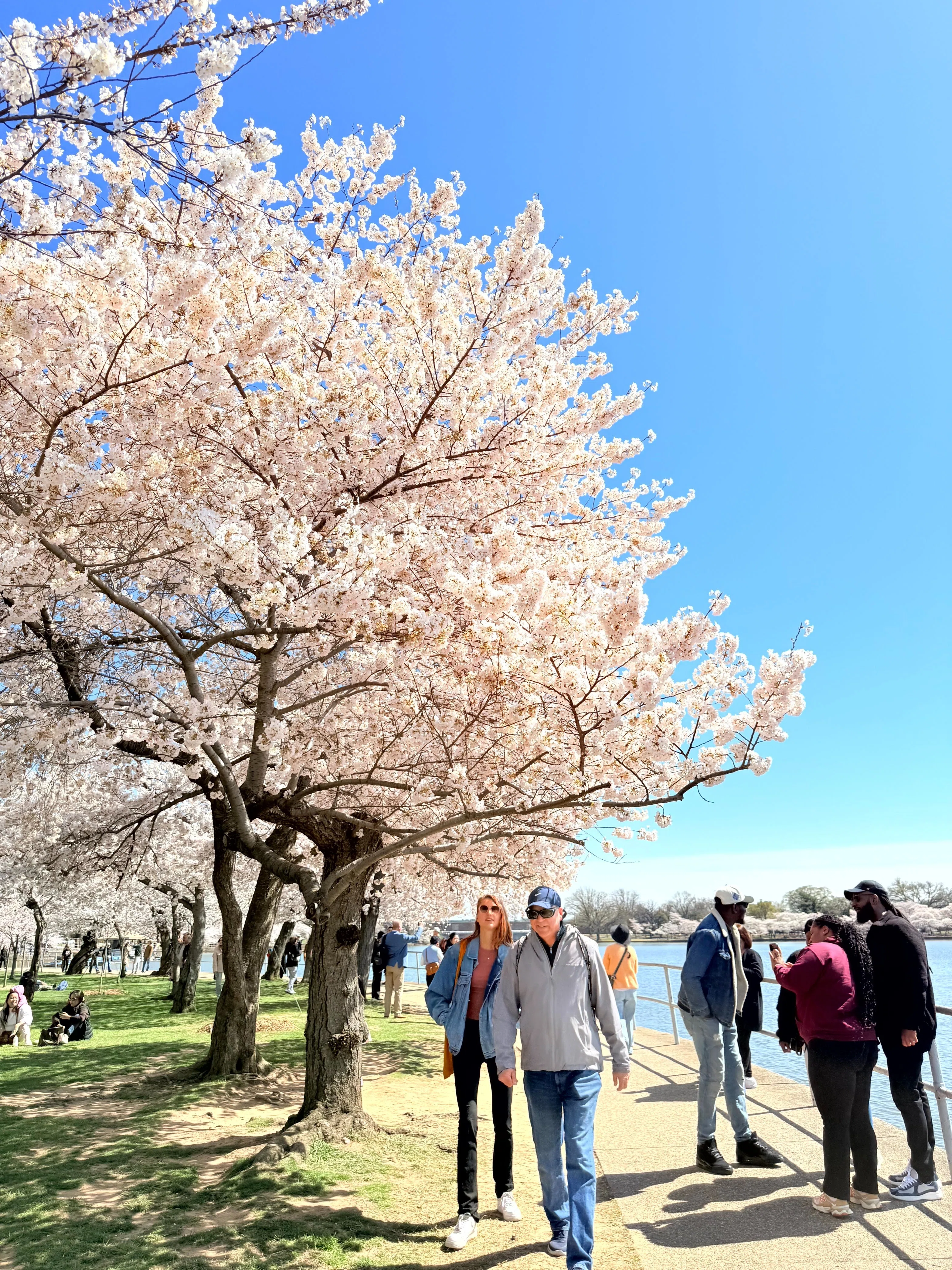 桜と歴史を巡る4日間！フィラデルフィア＋ワシントンDC旅行まとめ