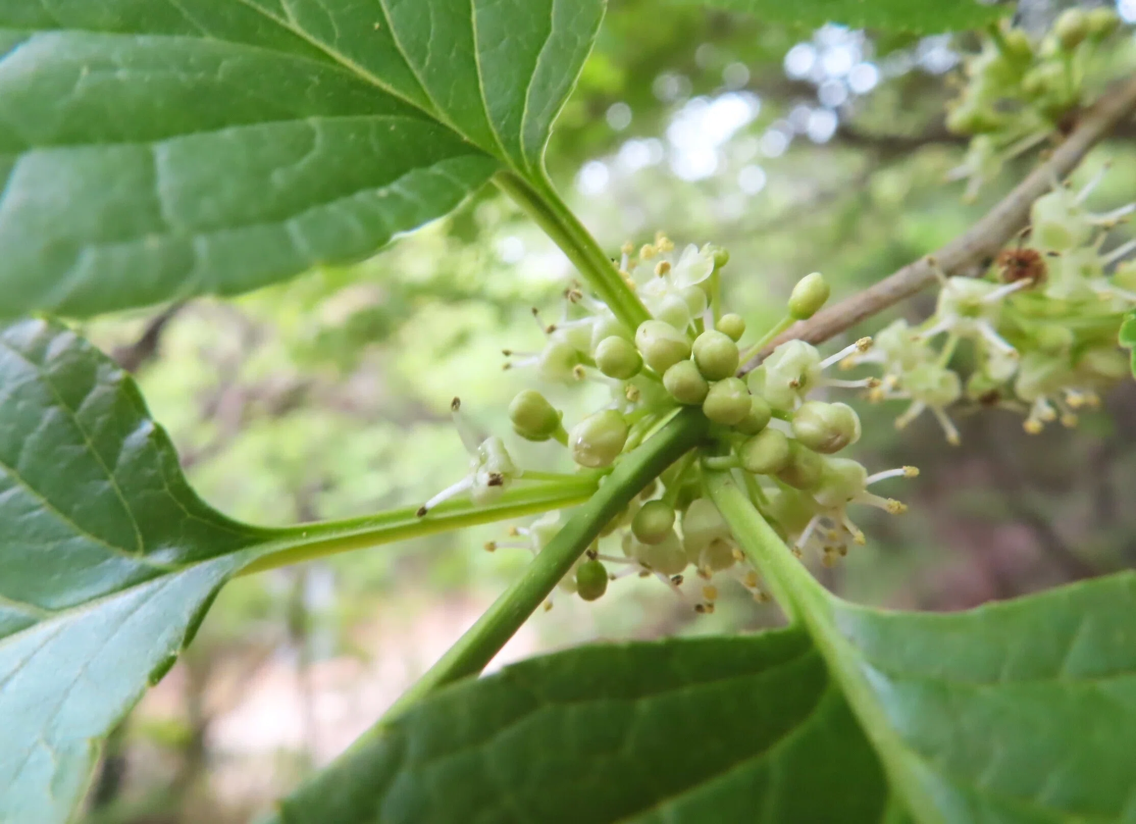アオハダ（青肌）の花かがやいて初夏が始まる。｜相生山の会