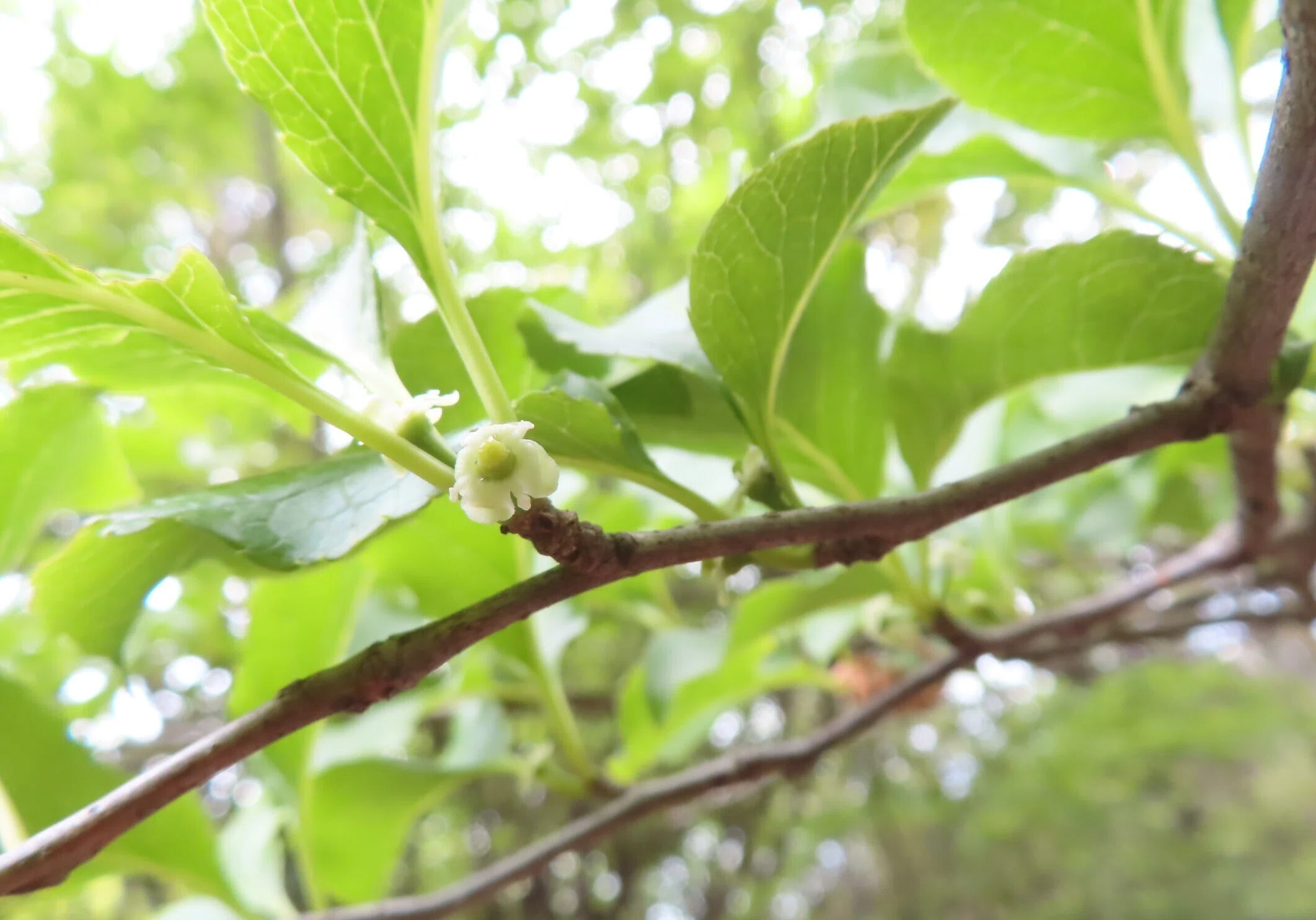 アオハダ（青肌）の花かがやいて初夏が始まる。｜相生山の会
