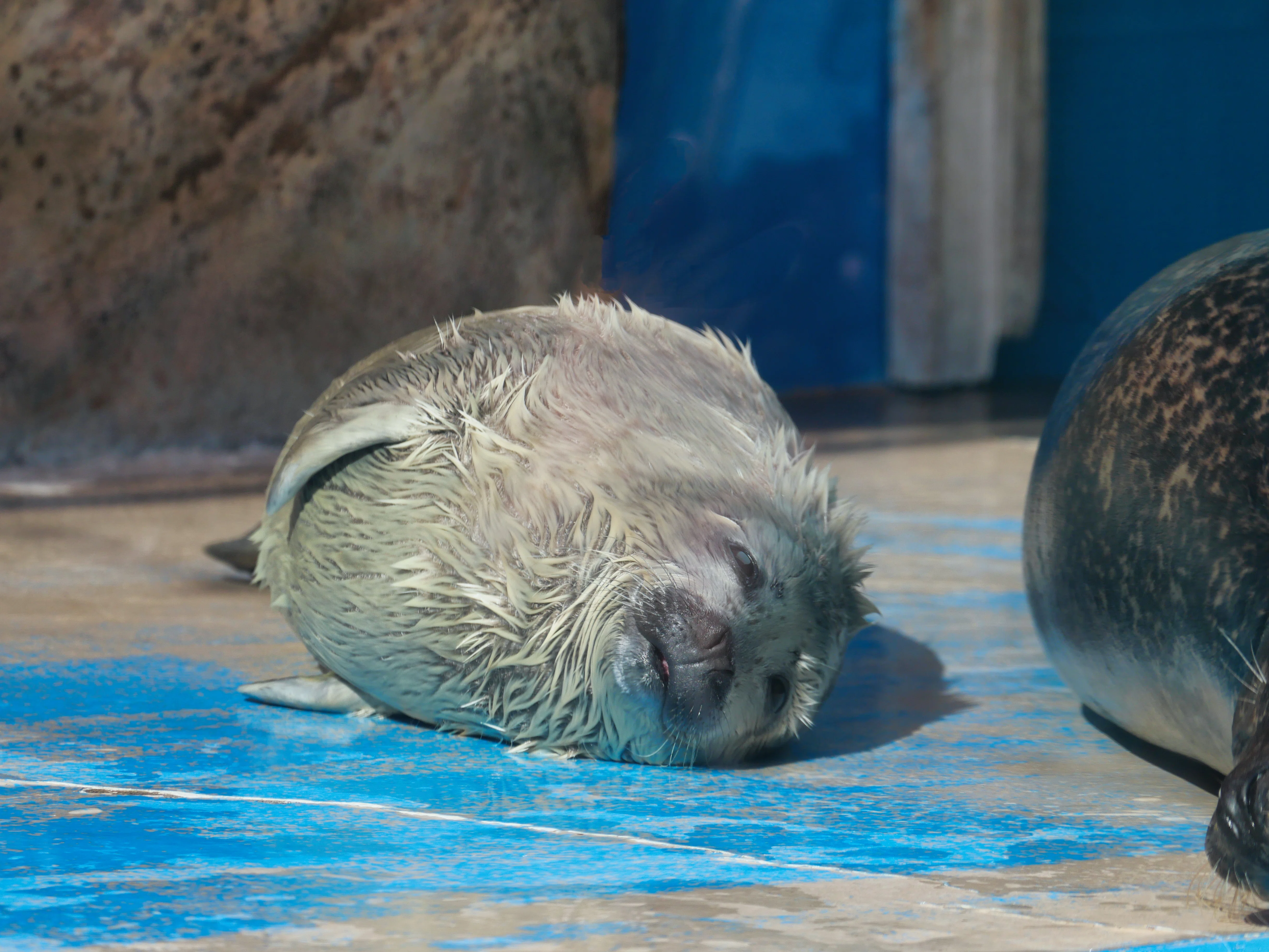 アザラーの春、アザラシの赤ちゃん（20kg）に出会う｜ベッチ