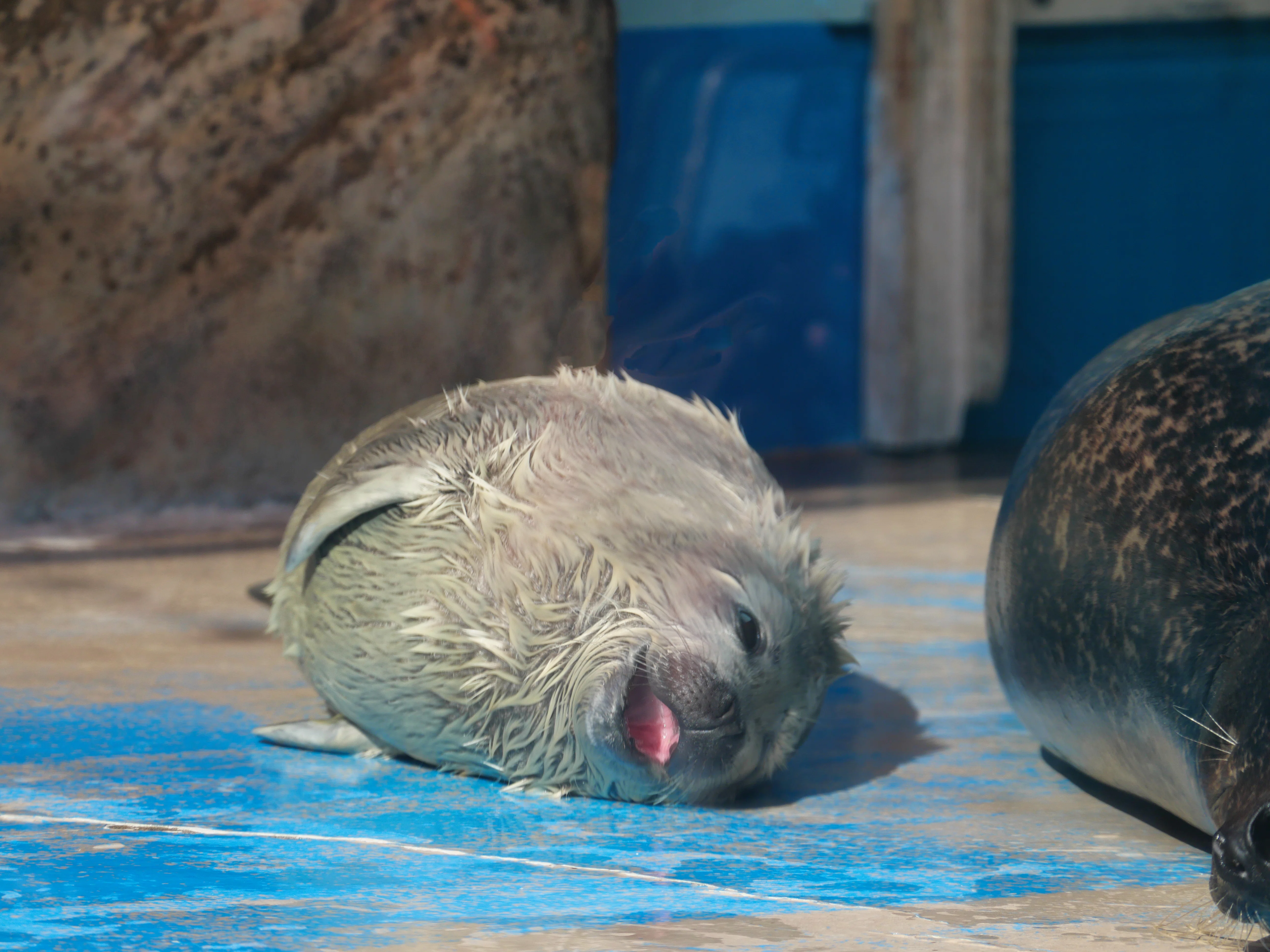 アザラーの春、アザラシの赤ちゃん（20kg）に出会う｜ベッチ