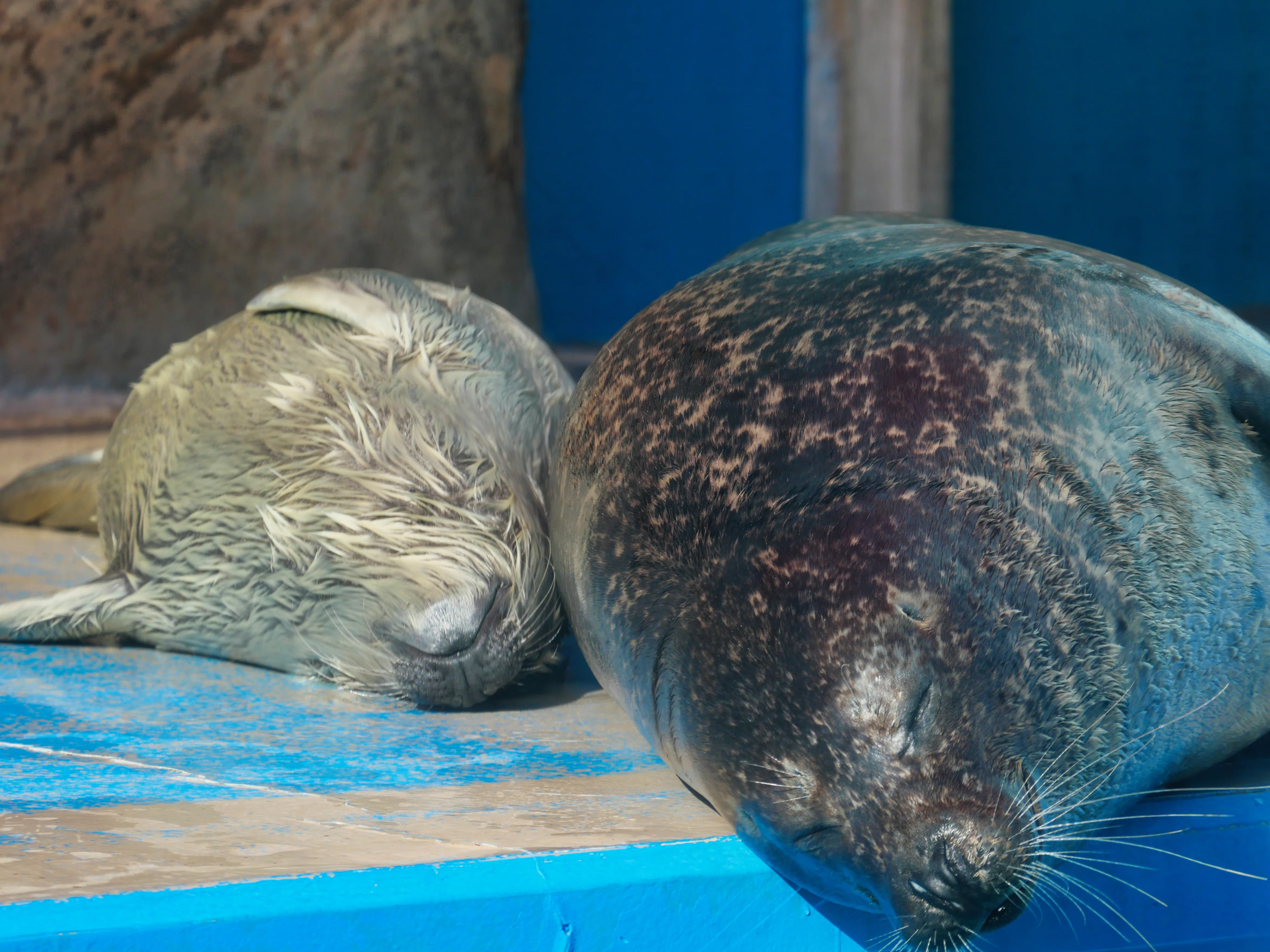 アザラーの春、アザラシの赤ちゃん（20kg）に出会う｜ベッチ