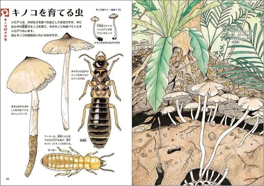 新刊案内】5月29日 みんな大好き！ゲッチョ先生の「キノコ好きな虫と虫