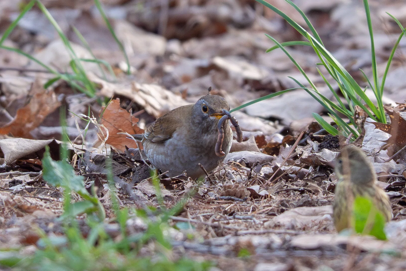 2026年5月の野鳥観察 森林編｜TOLIMAN Hondα