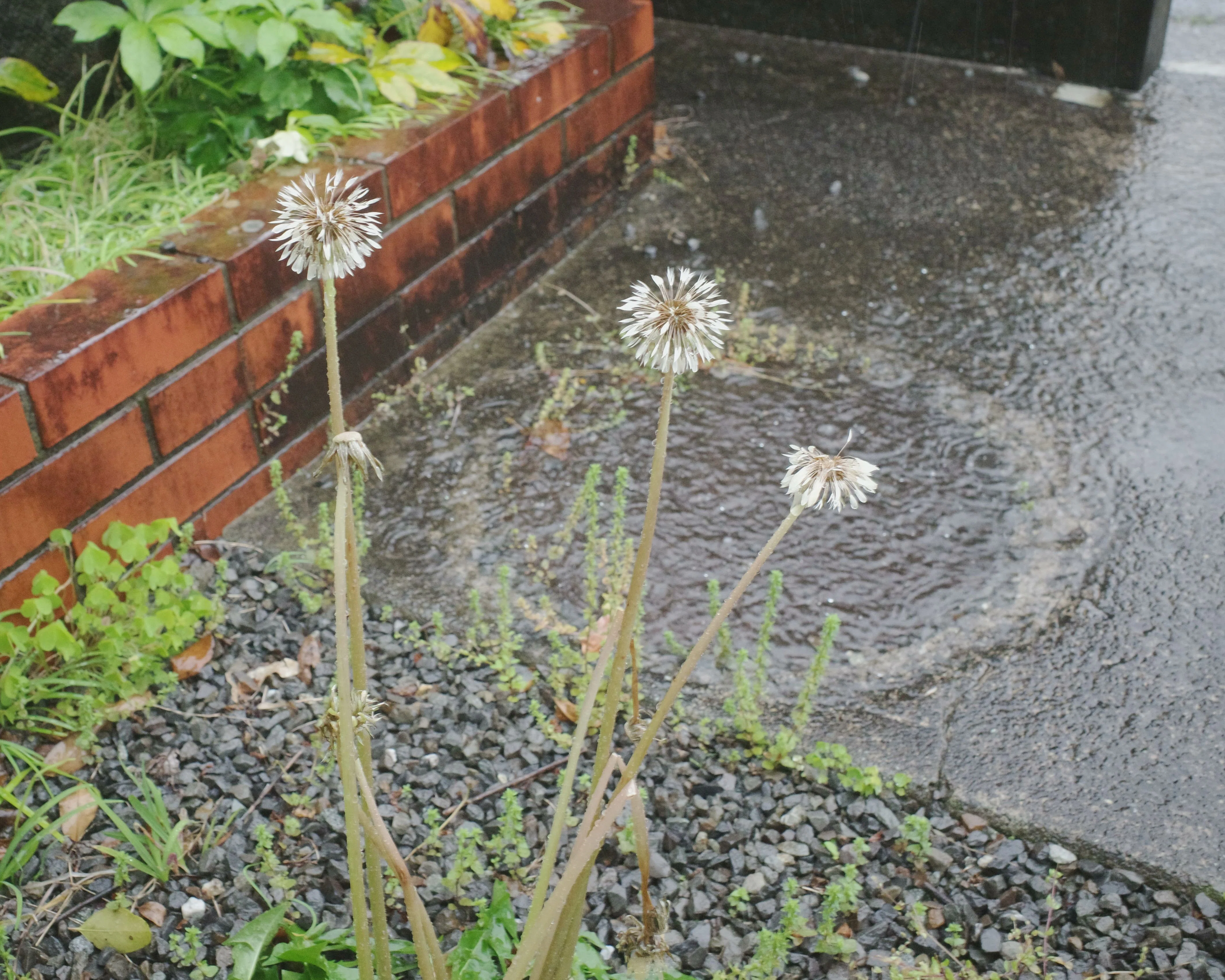 ソコタノ日記:雨の日、たんぽぽの綿毛はとじられんだね｜phantasien