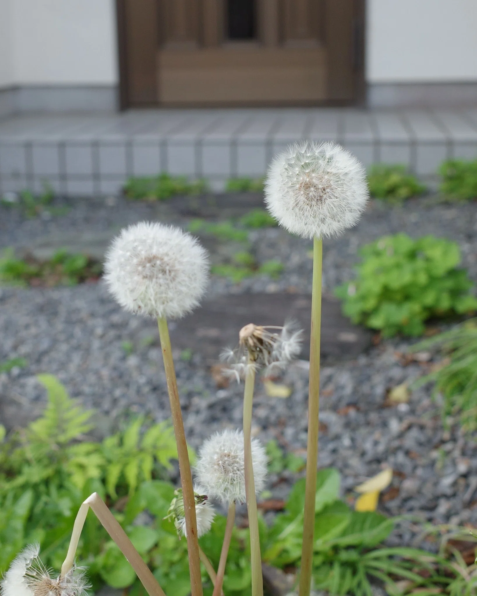 ソコタノ日記:雨の日、たんぽぽの綿毛はとじられんだね｜phantasien