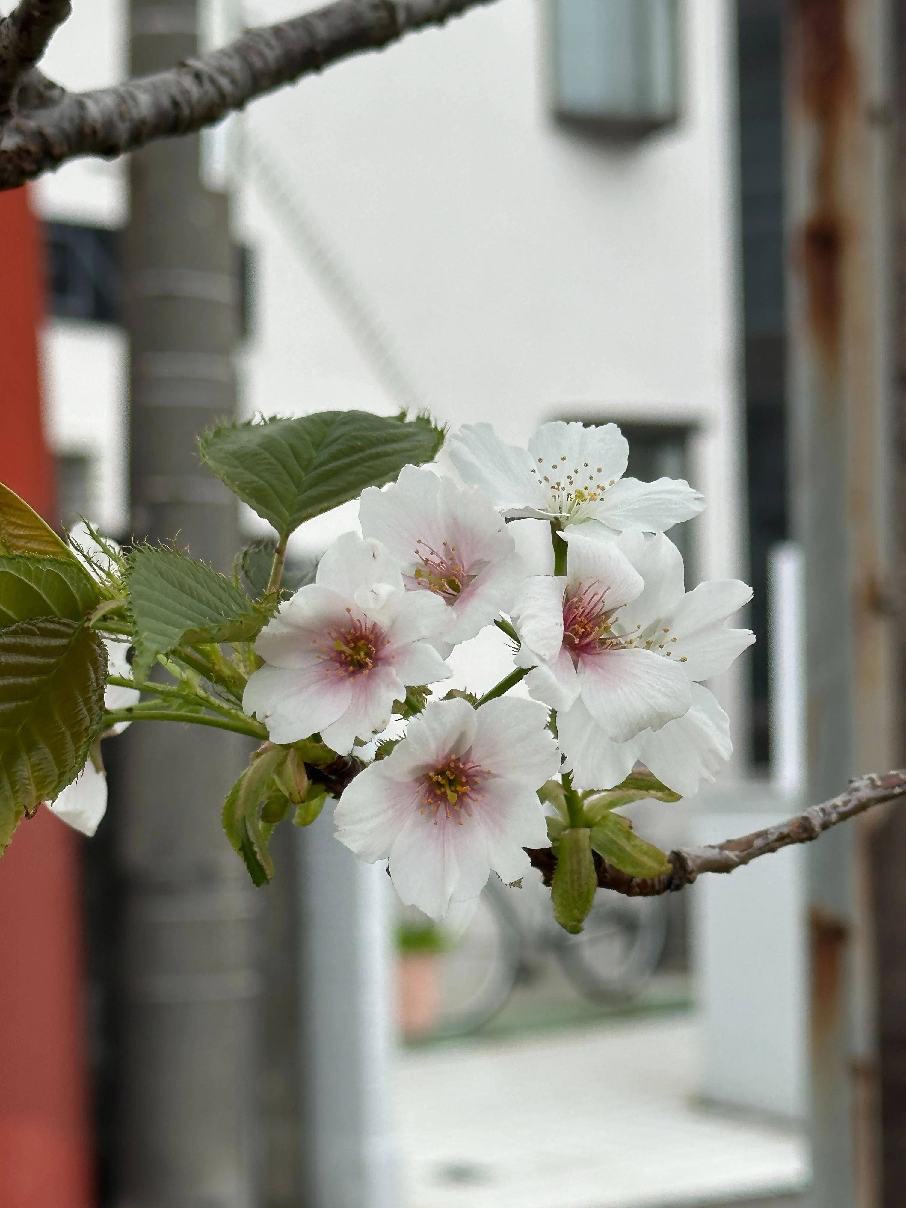 桜のその後｜Saki