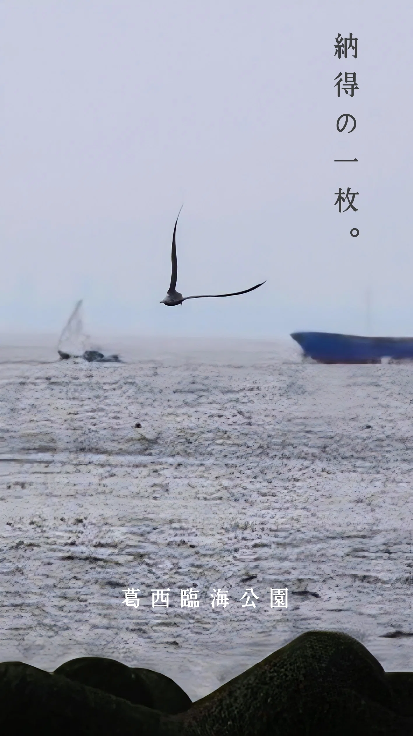 野鳥たちのいる風景2026.04.29 wed. 東京都江戸川区。｜michio