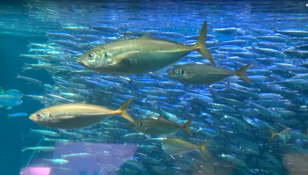 #252 [Fish🐟de Drive🚙] Shonan Course🛣️ Shin-Enoshima Aquarium, Local ...